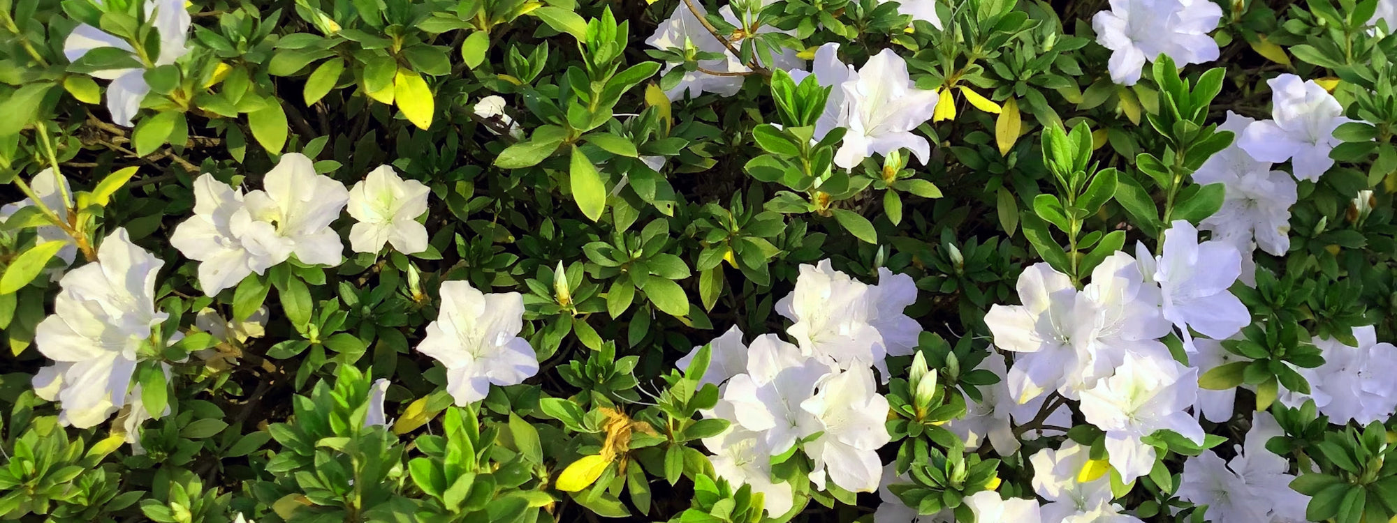 שיחים גבוהים להסתרה