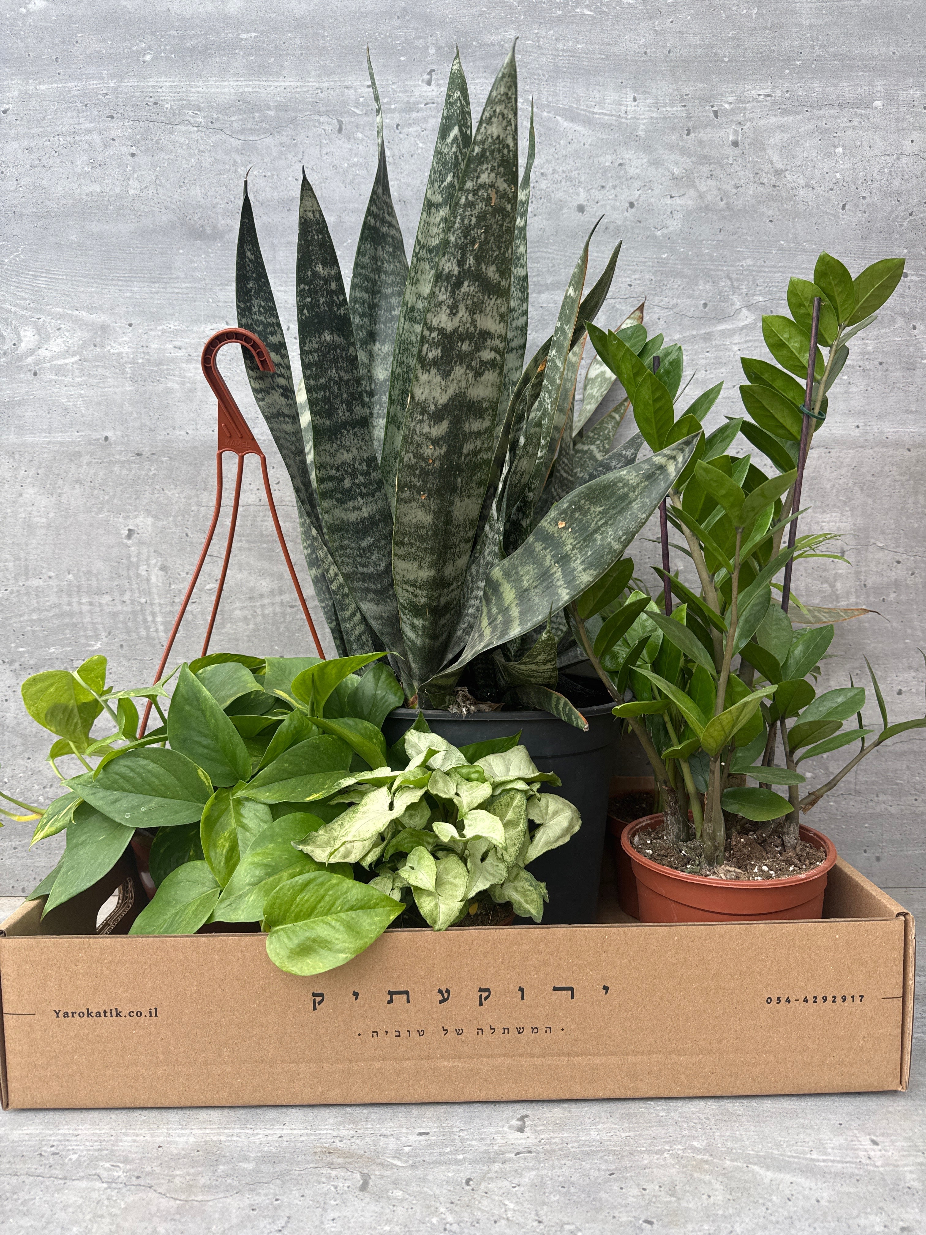 מארזי צמחים בהתאמה אישית