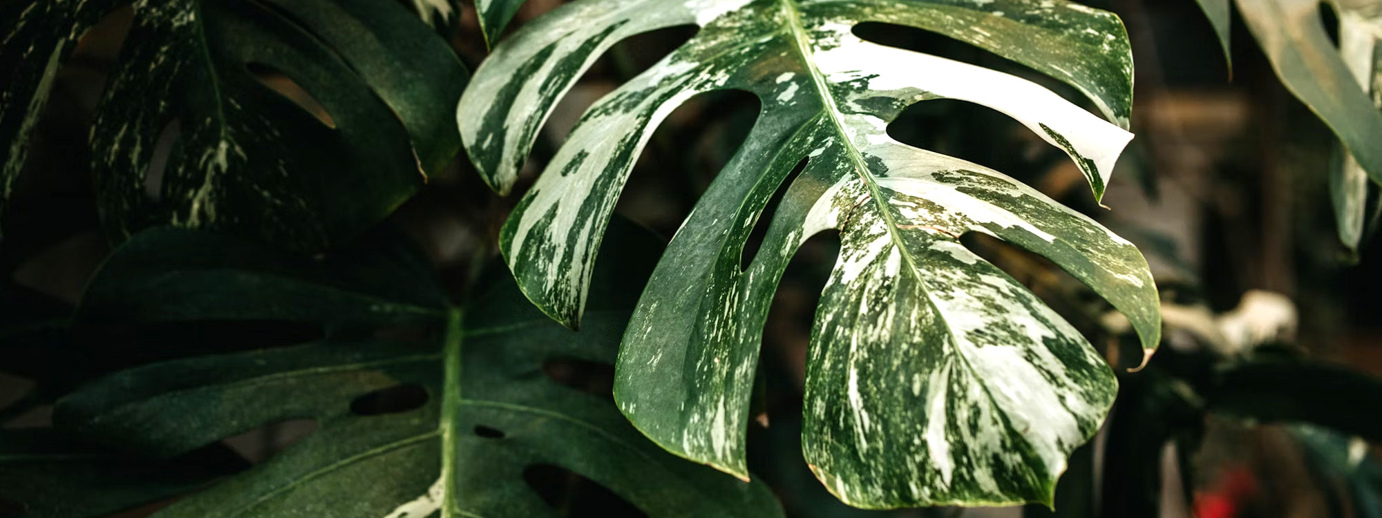 צמחים מיוחדים