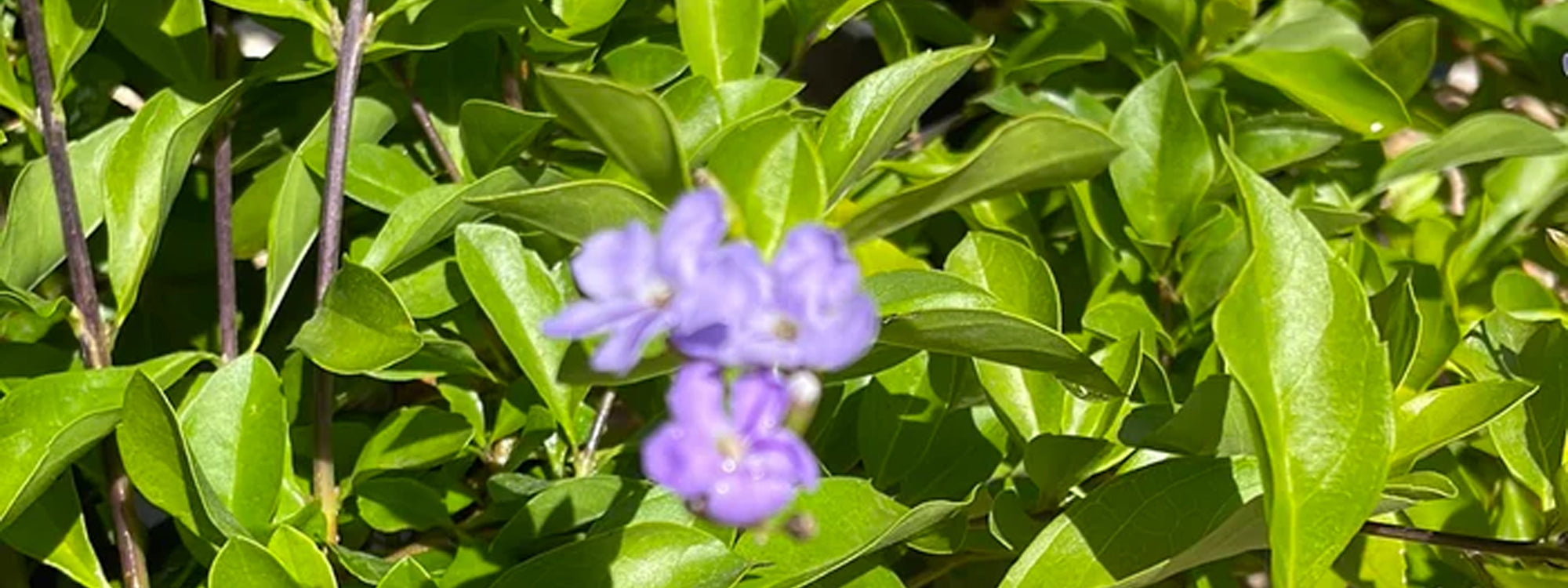 שיחים נמוכים למילוי