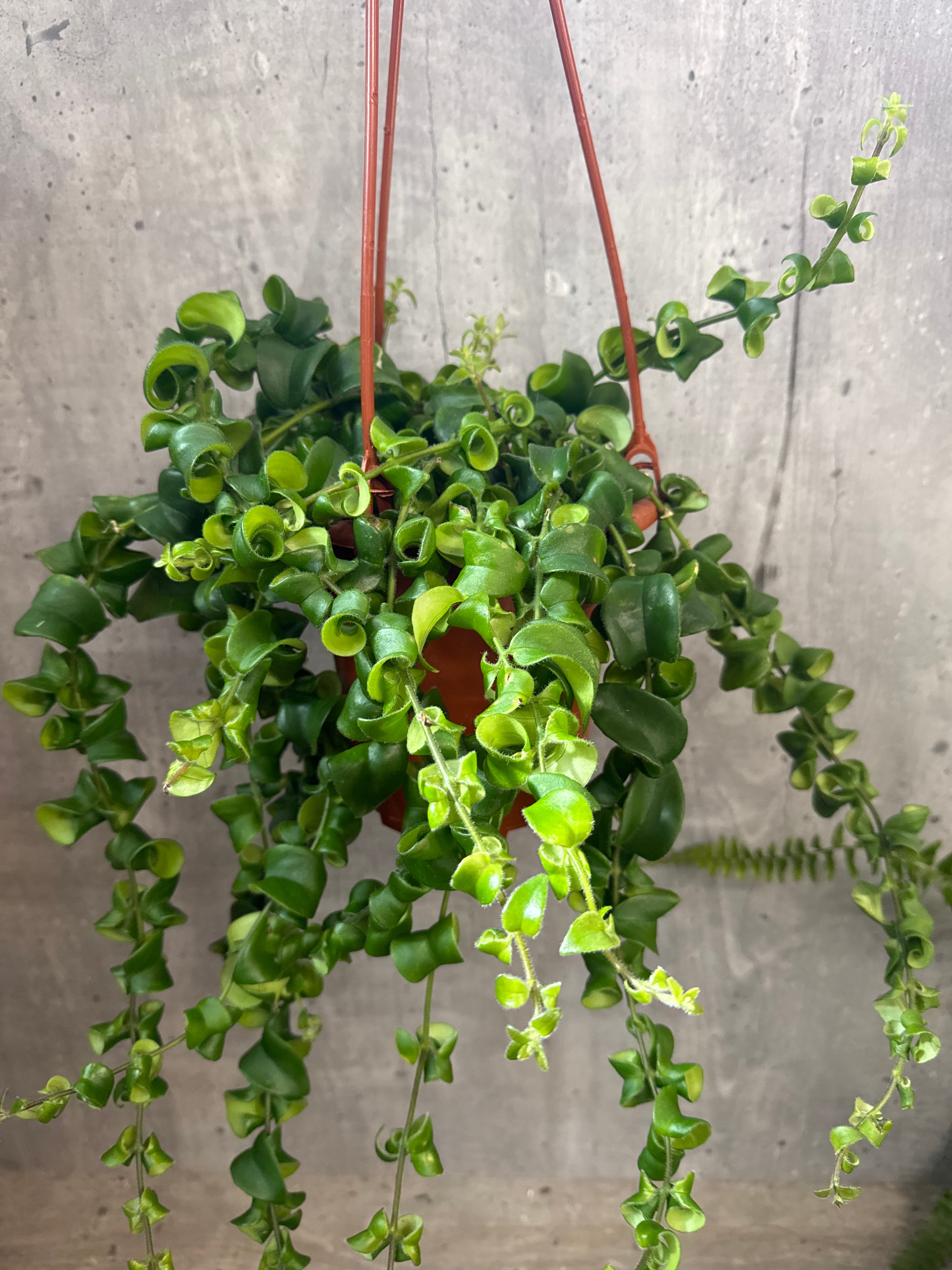 מארז נשפכים