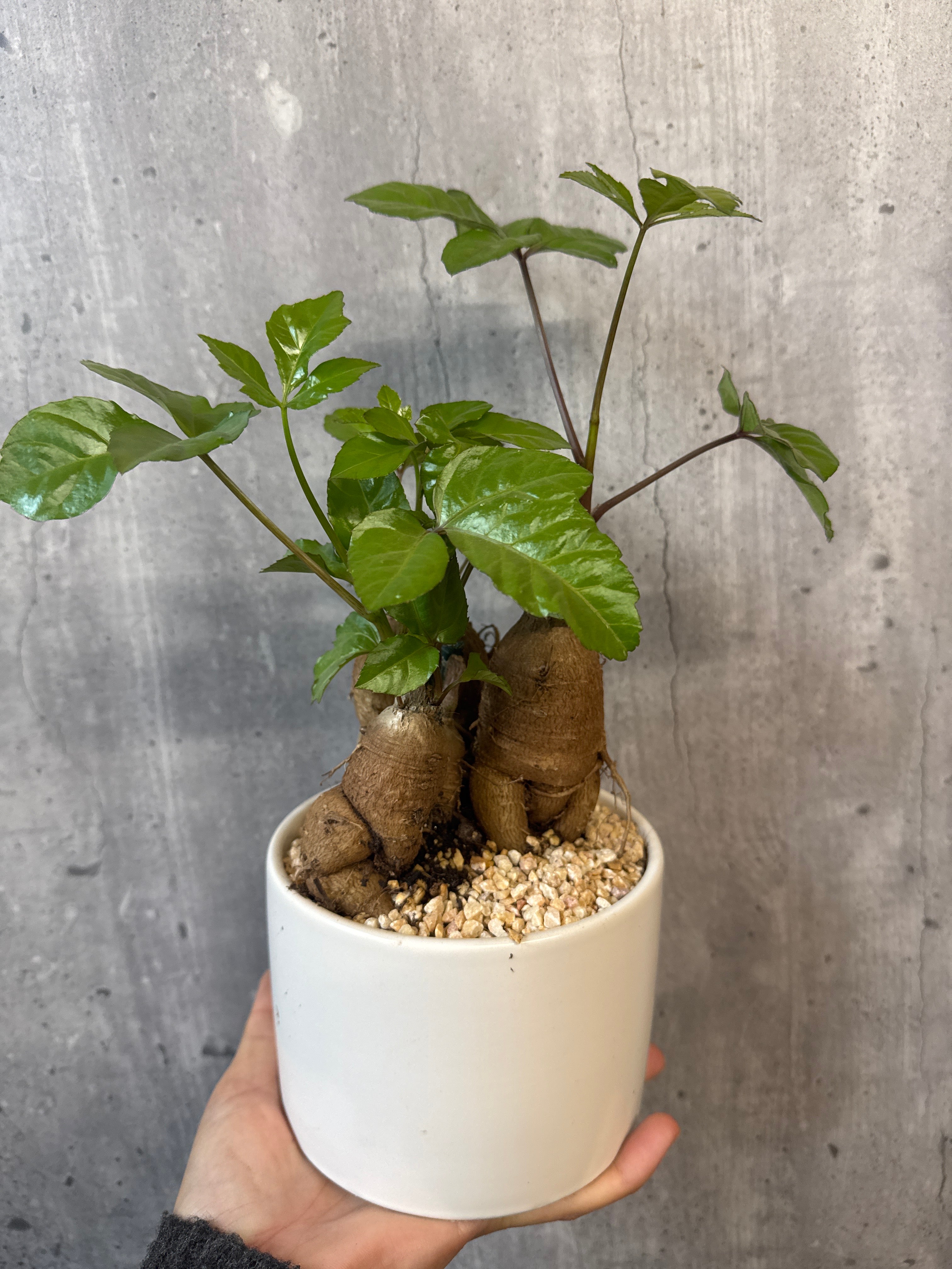 עץ אהבה בקרמיקה