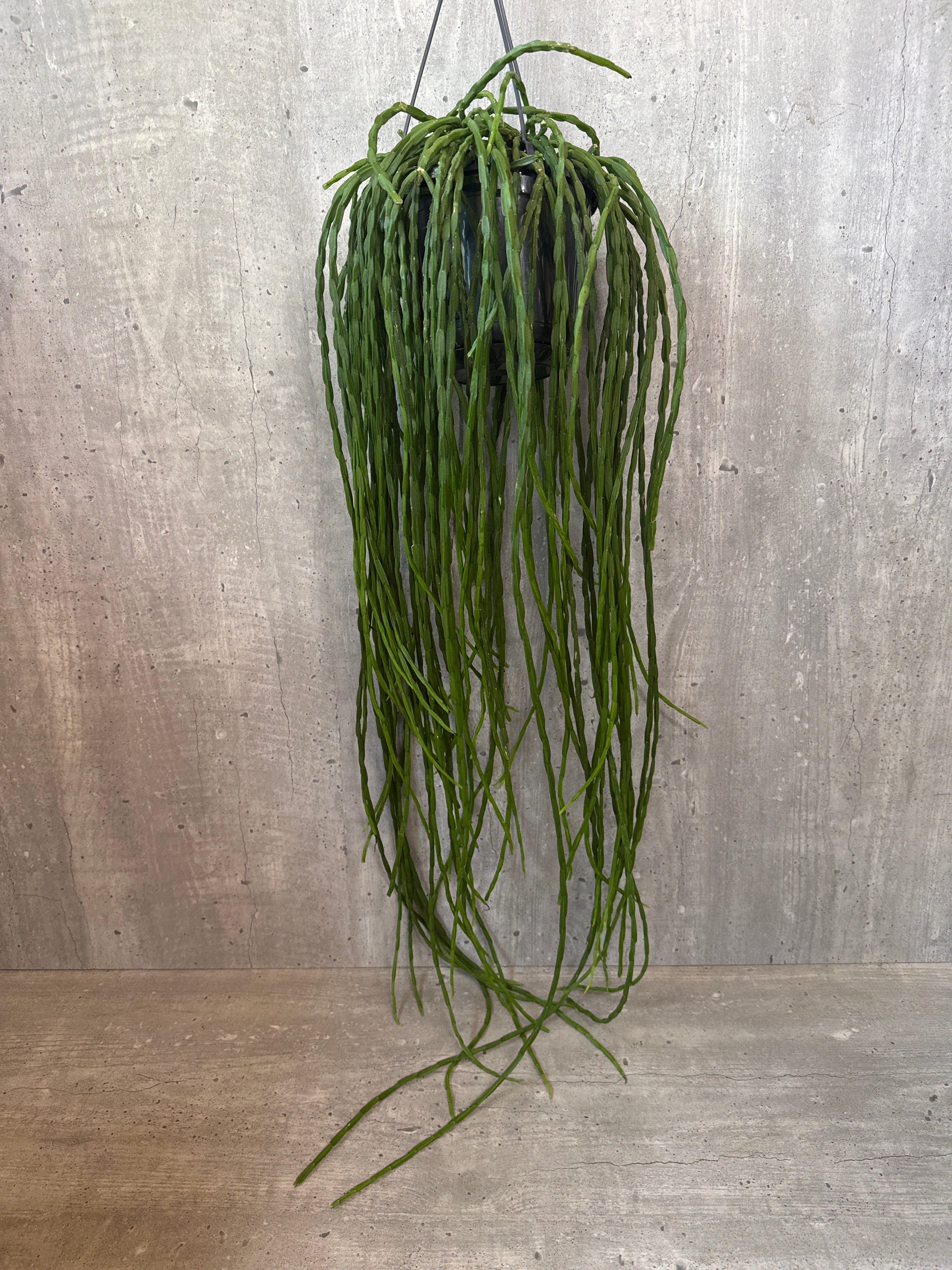 ריפסליס פרדוקסה מינור