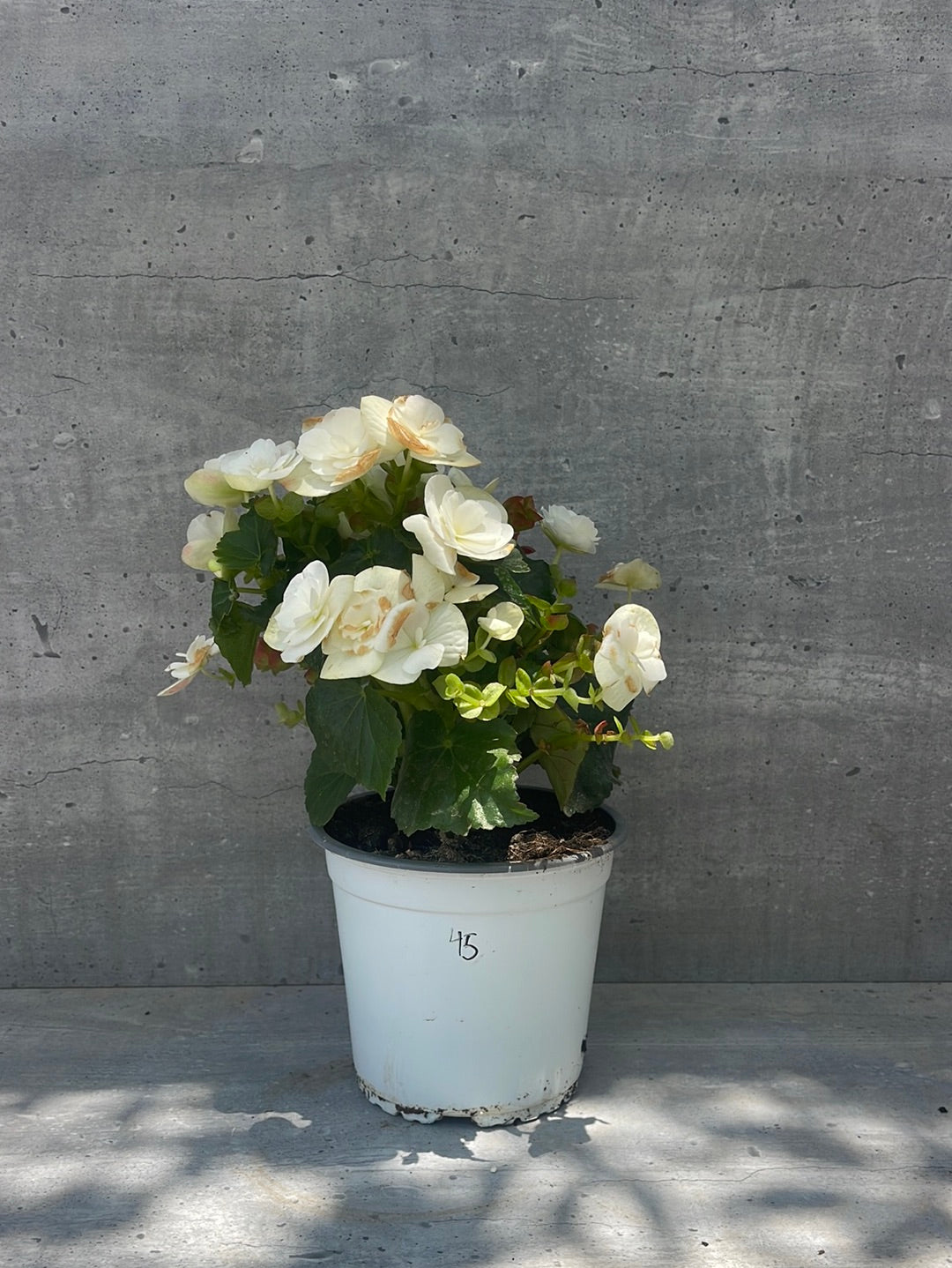 ביגוניה ורד