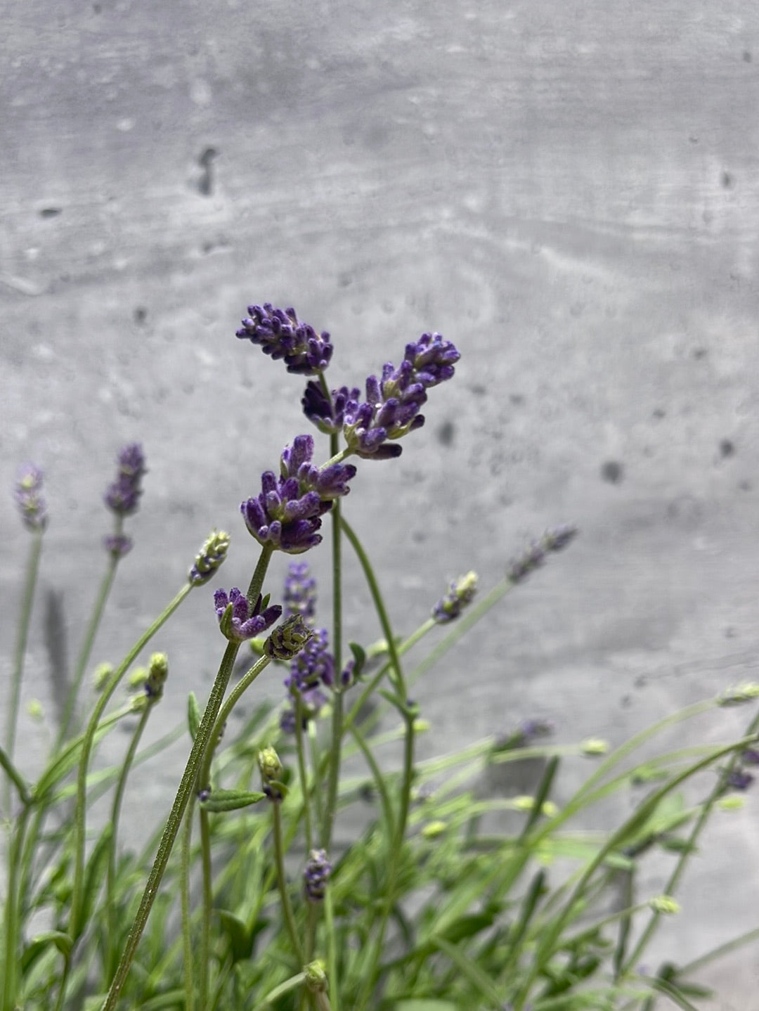 לוונדר אירלי בלו