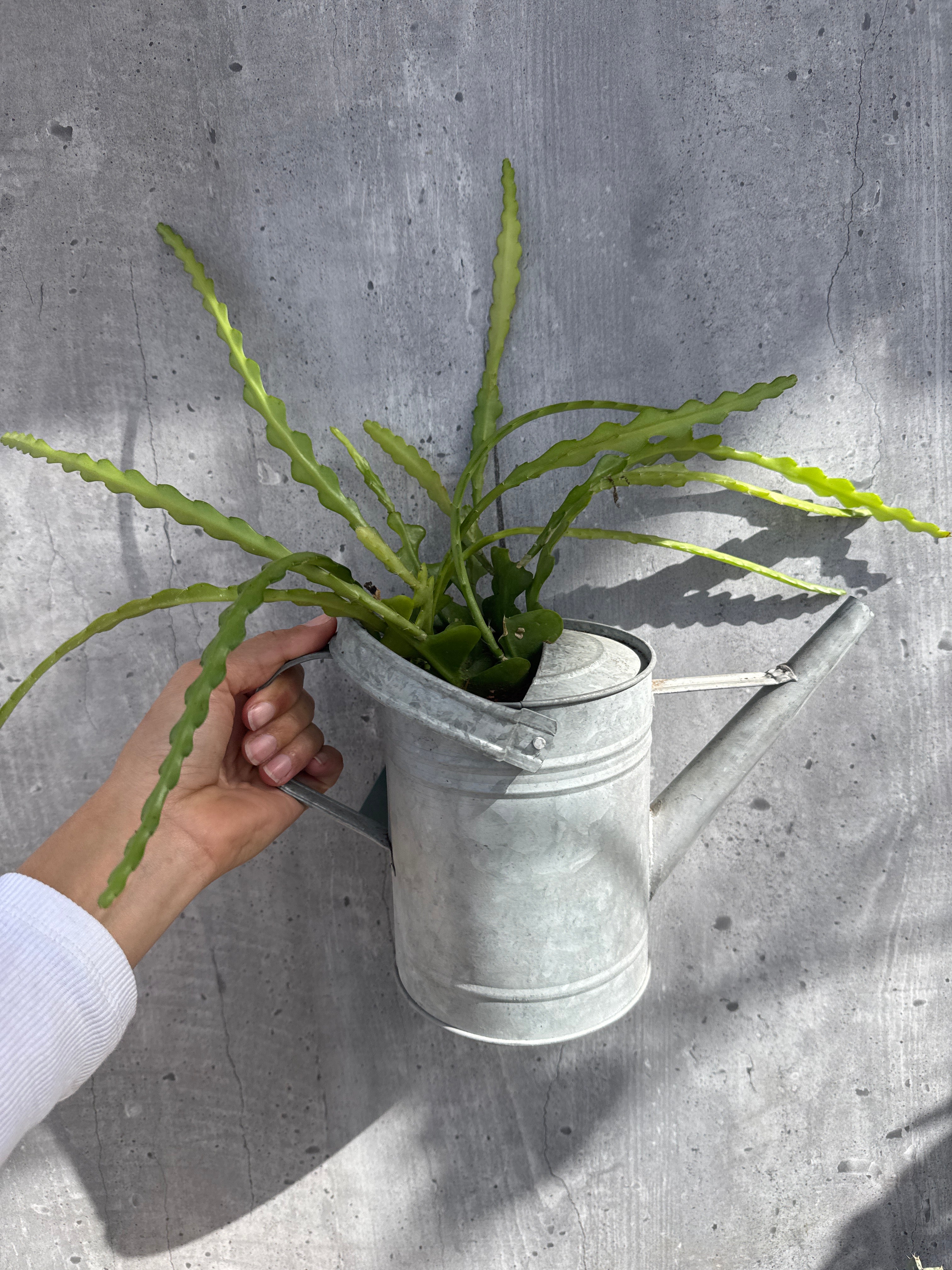 מארז צמחי בית מיוחדים