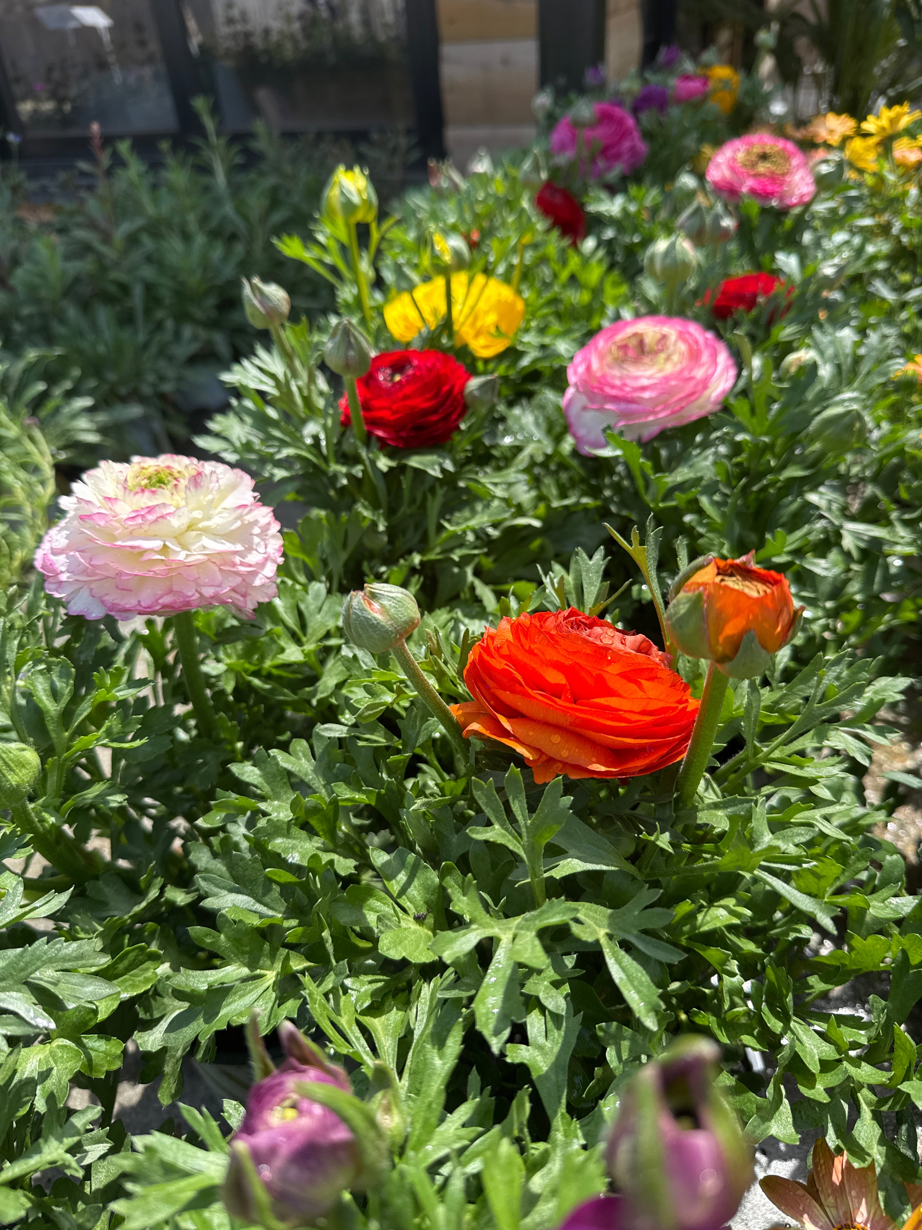 נוריות - מיקס צבעים