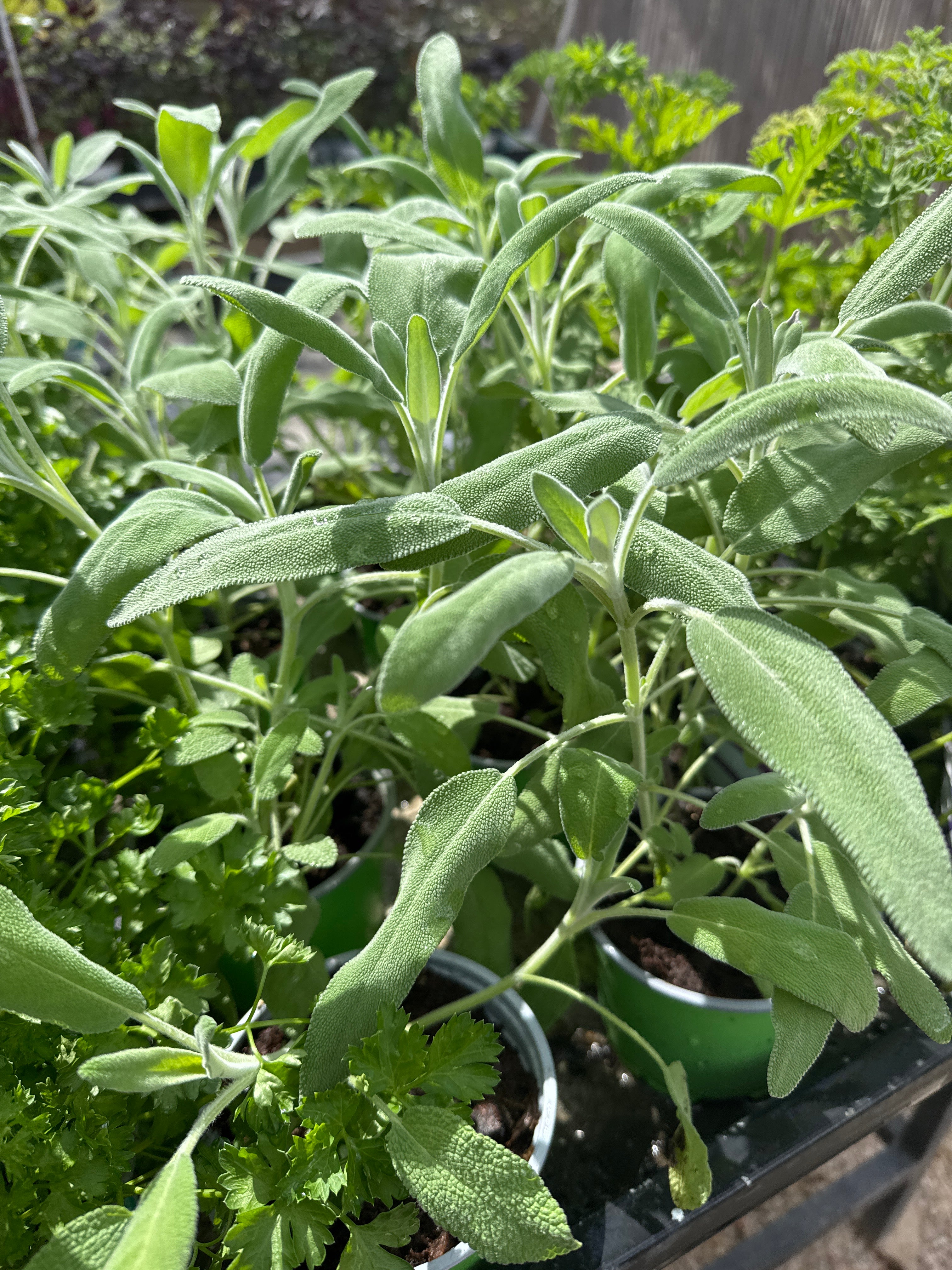 מרווה רפואית