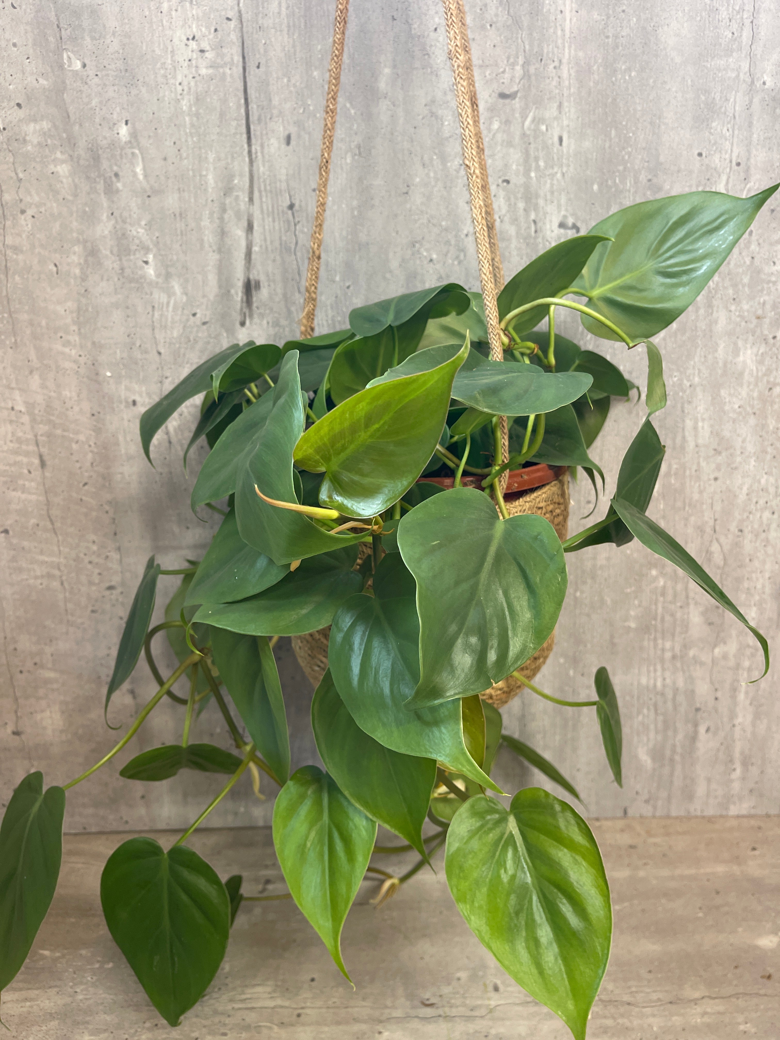 קצת ירוק בסל