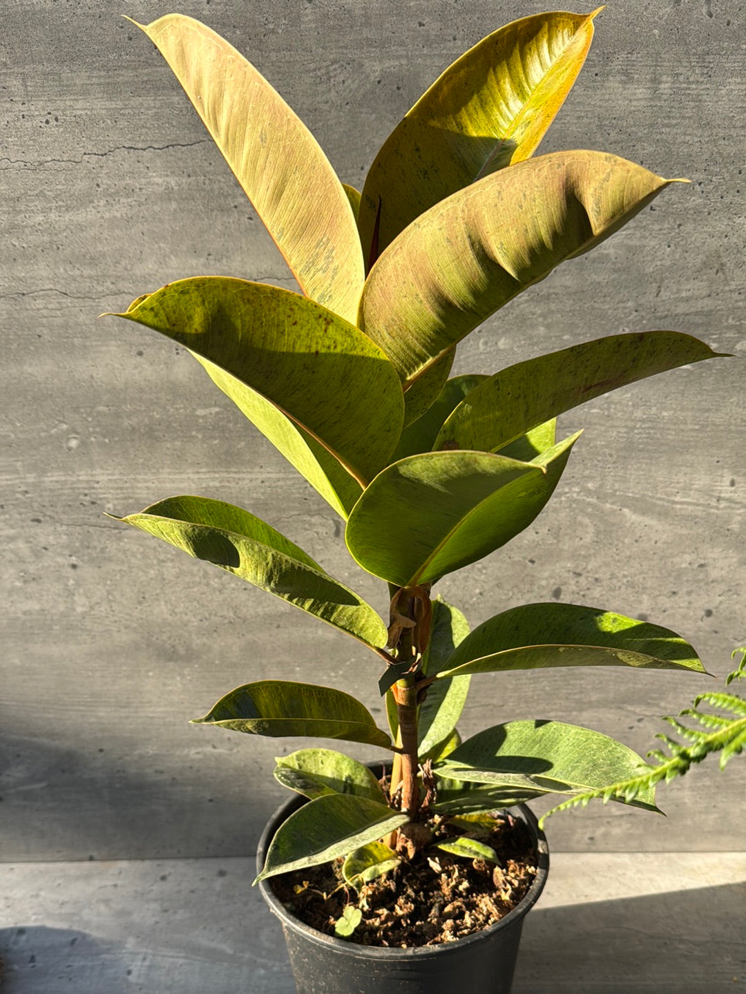 פיקוס שיווריאנה