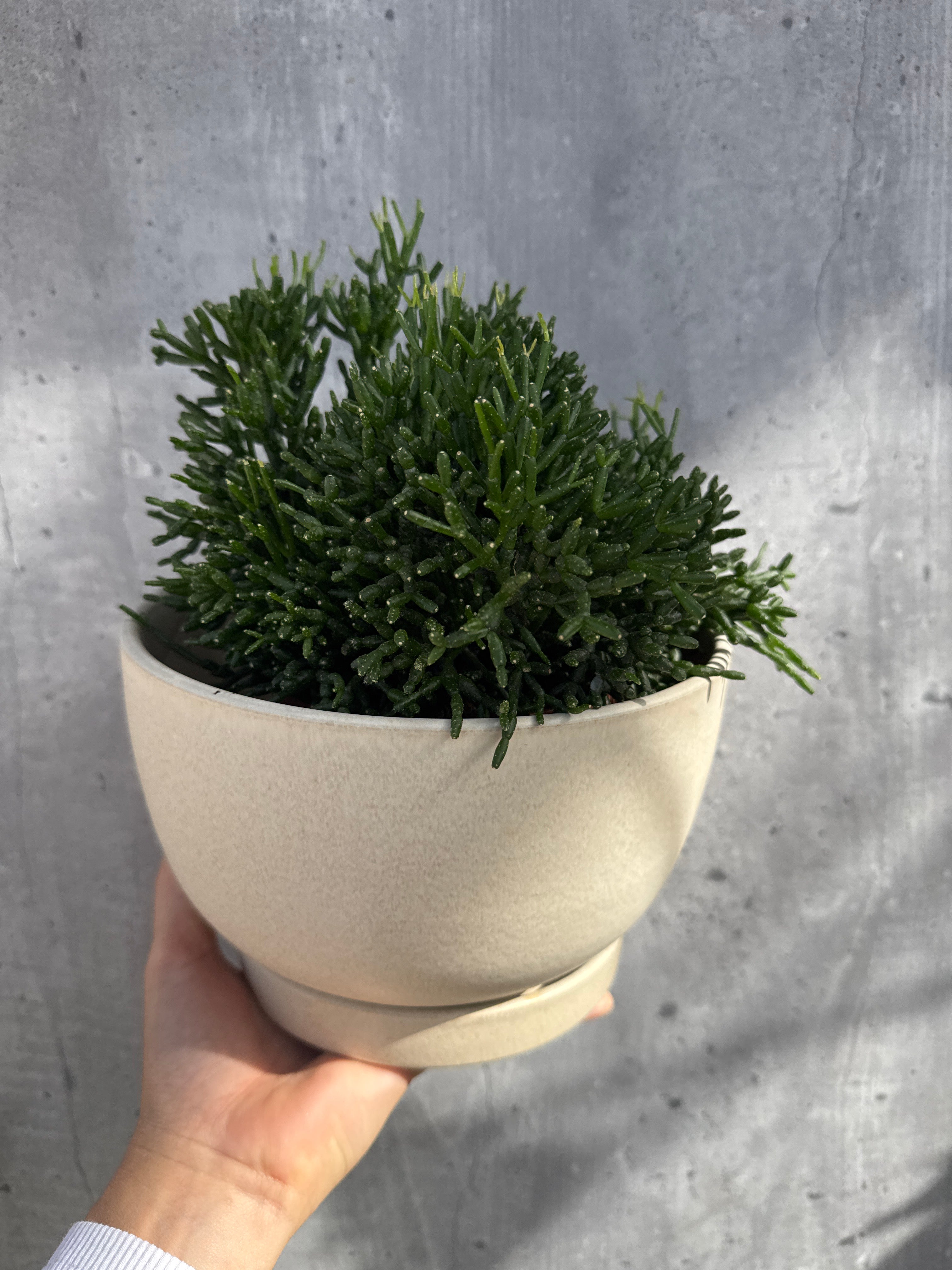 מארז צמחי בית מיוחדים