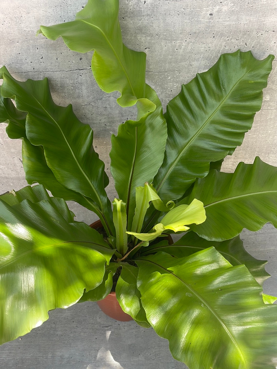 שרך קן לציפור