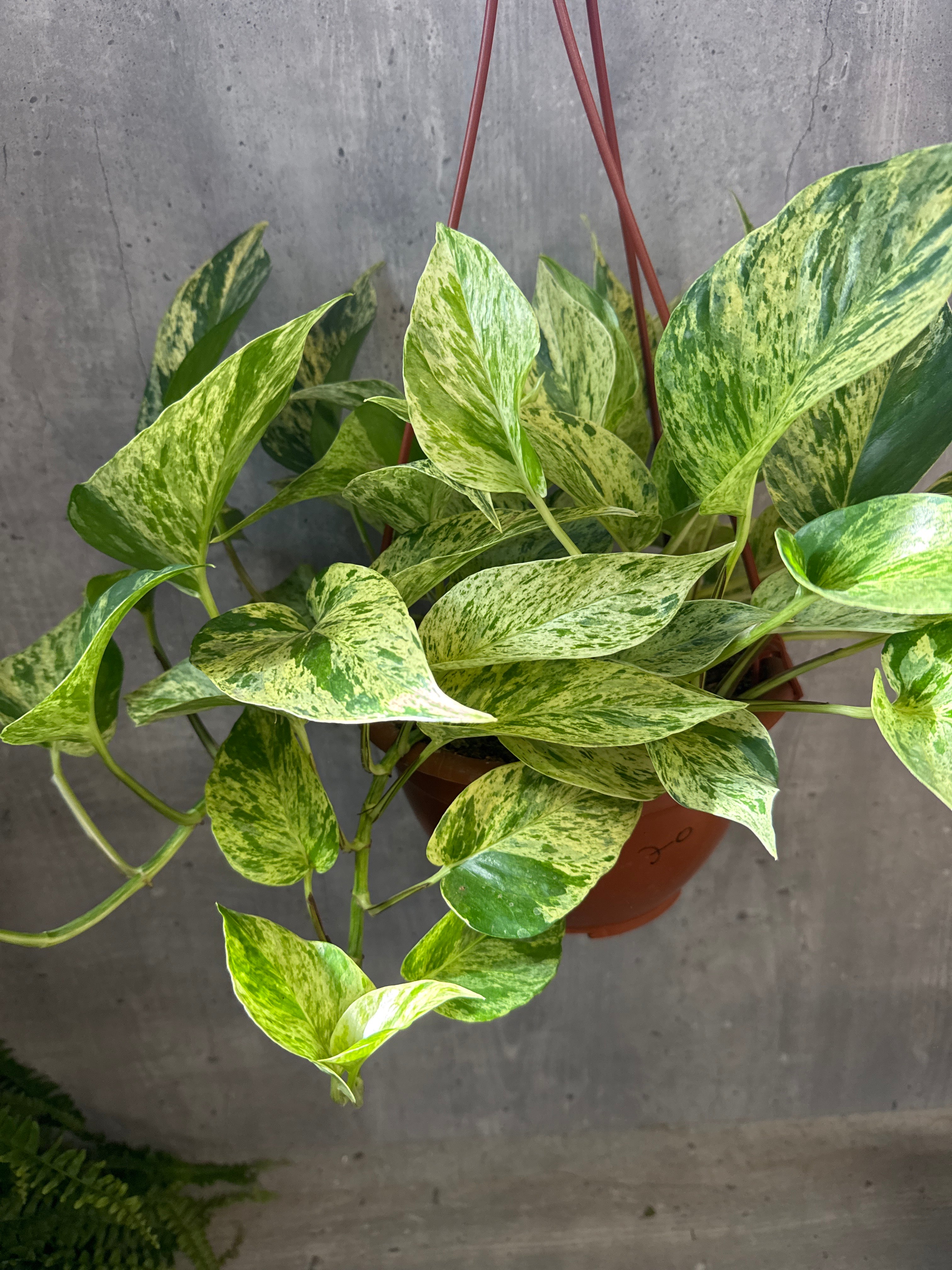 מארז נשפכים