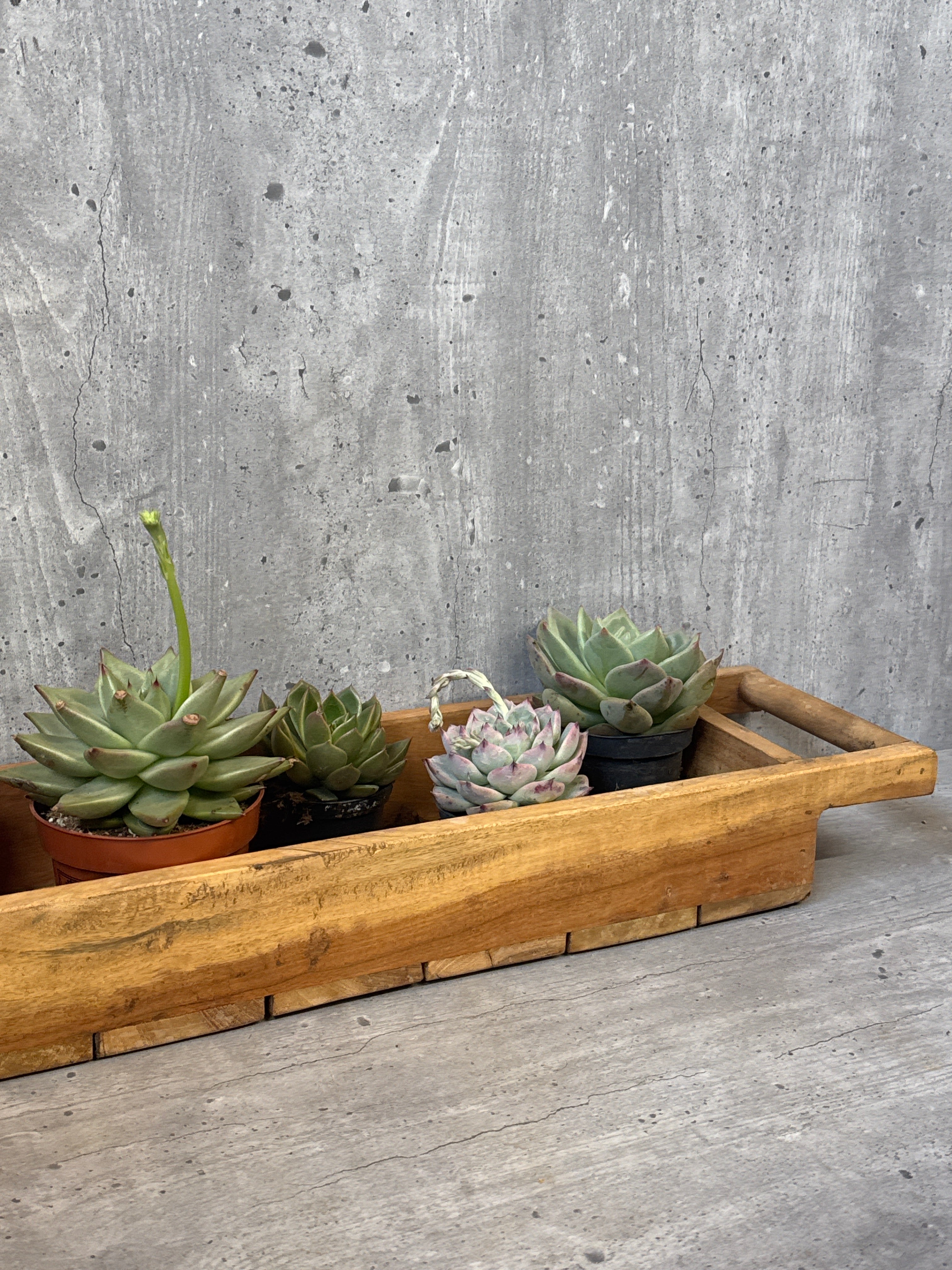 מארז סקולנטים במגש עץ