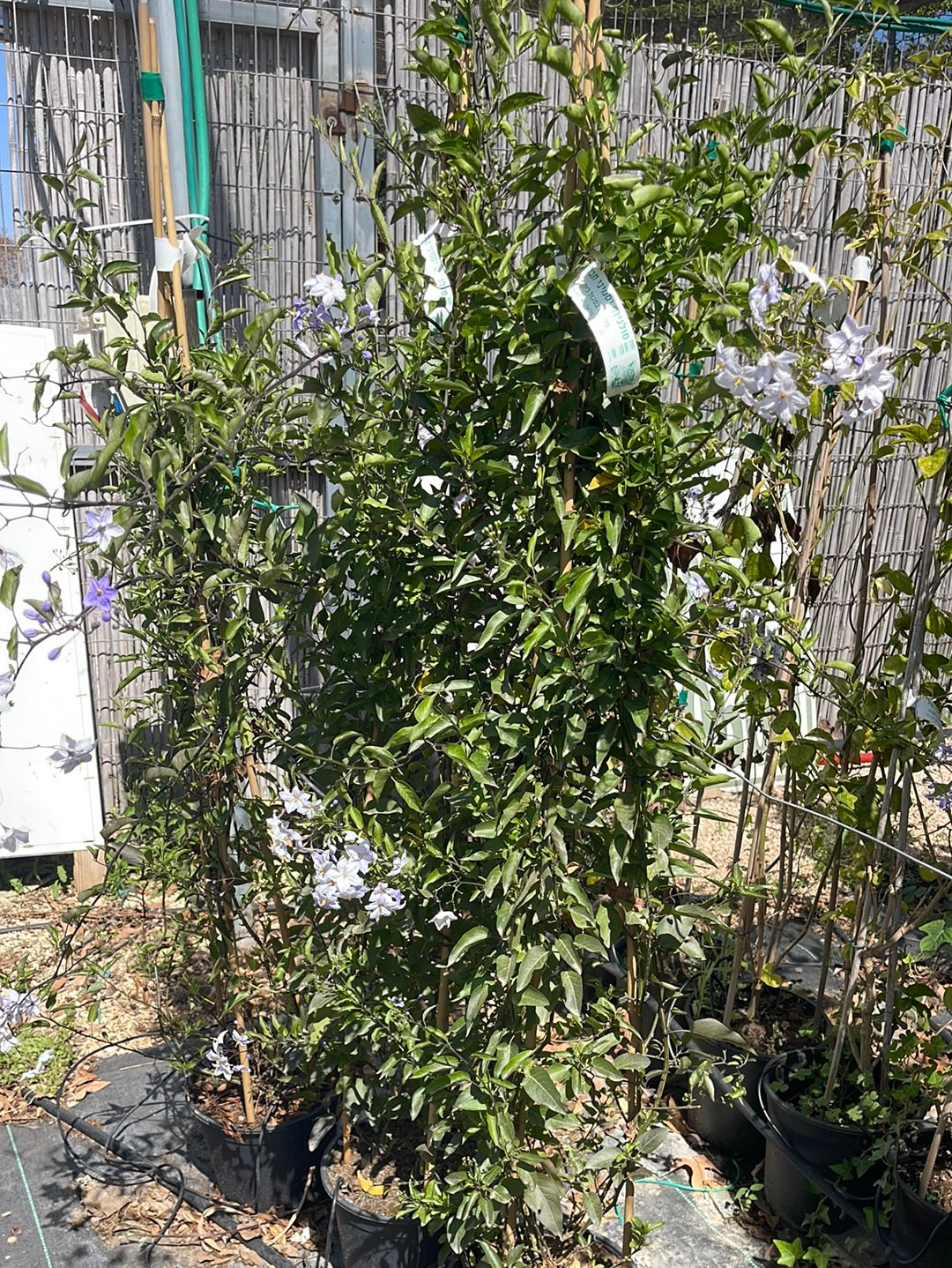 סולניום יסמיני תכלת