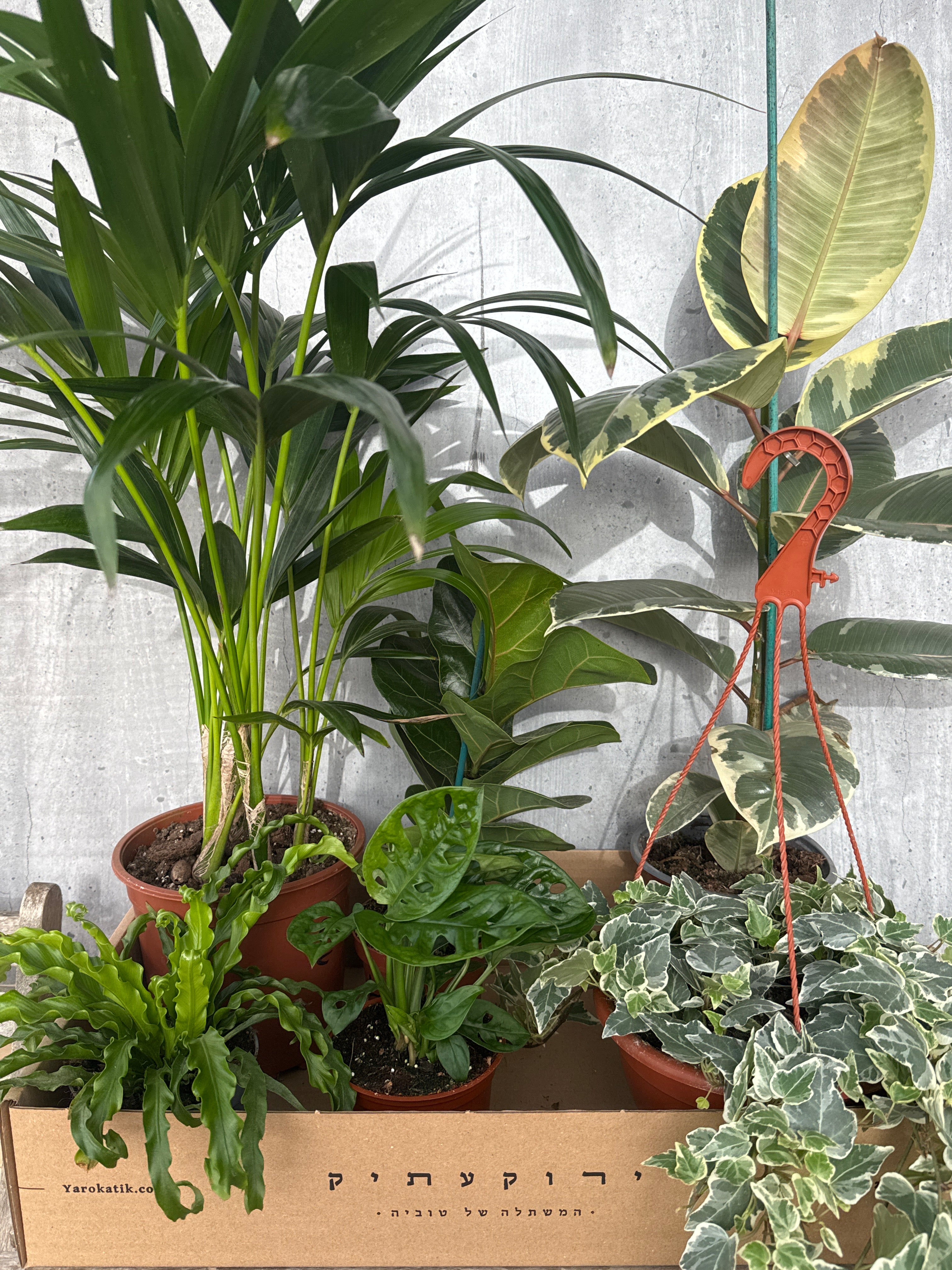 מארז צמחים לבית מואר