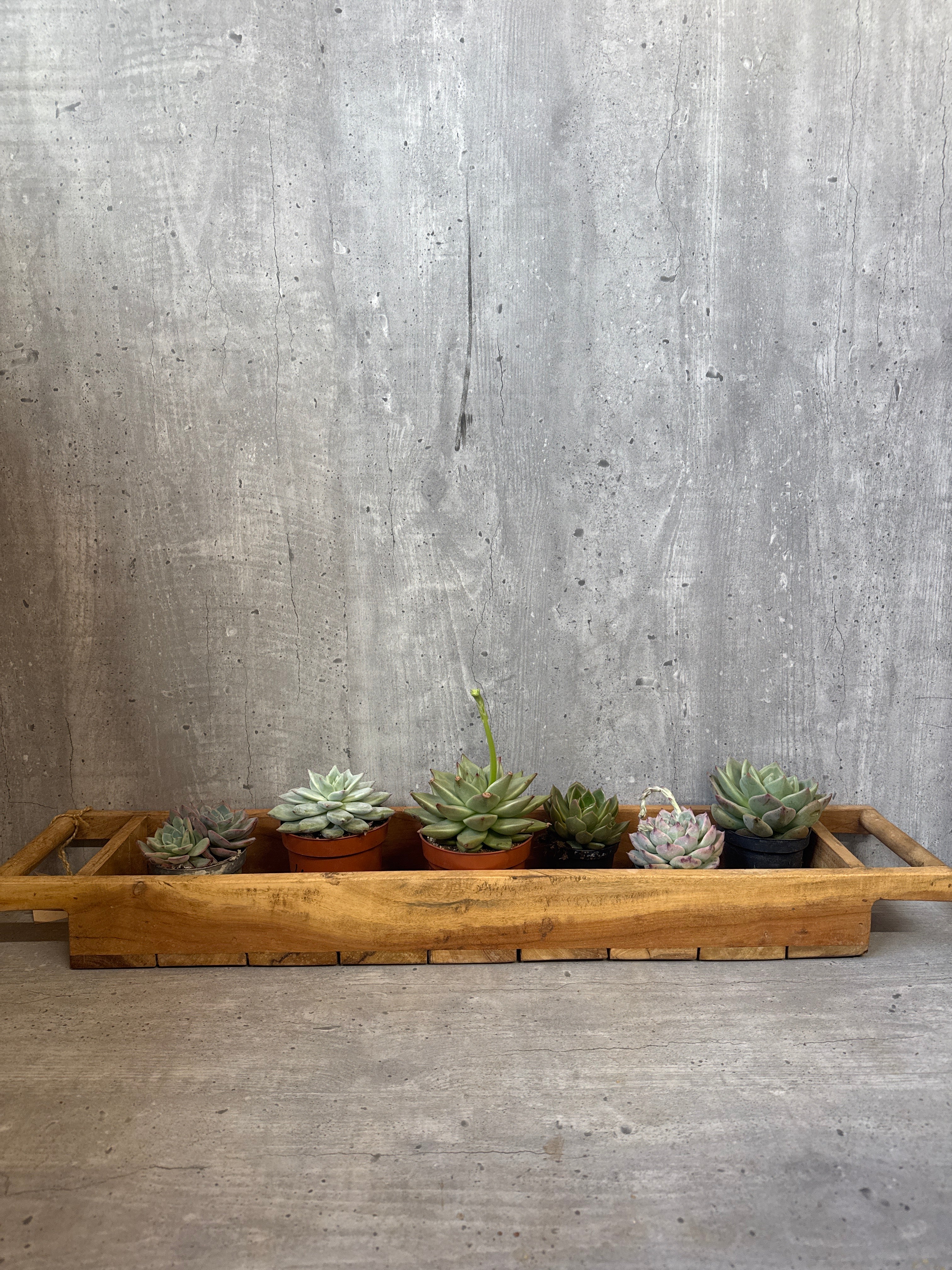 מארז סקולנטים במגש עץ