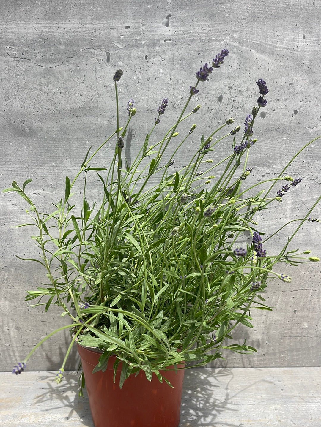 לוונדר אירלי בלו