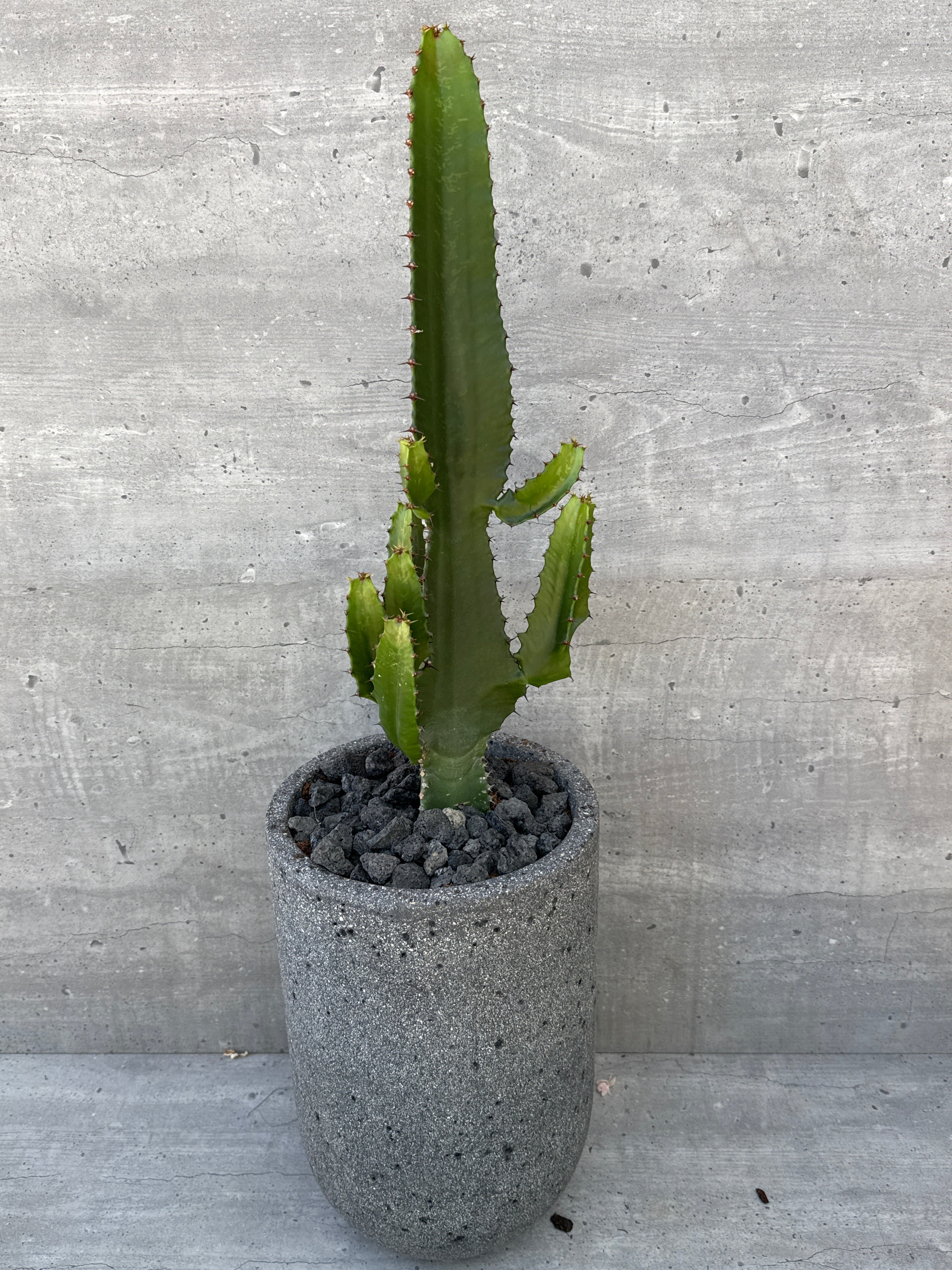 חלבלוב אינגס בכלי אבן