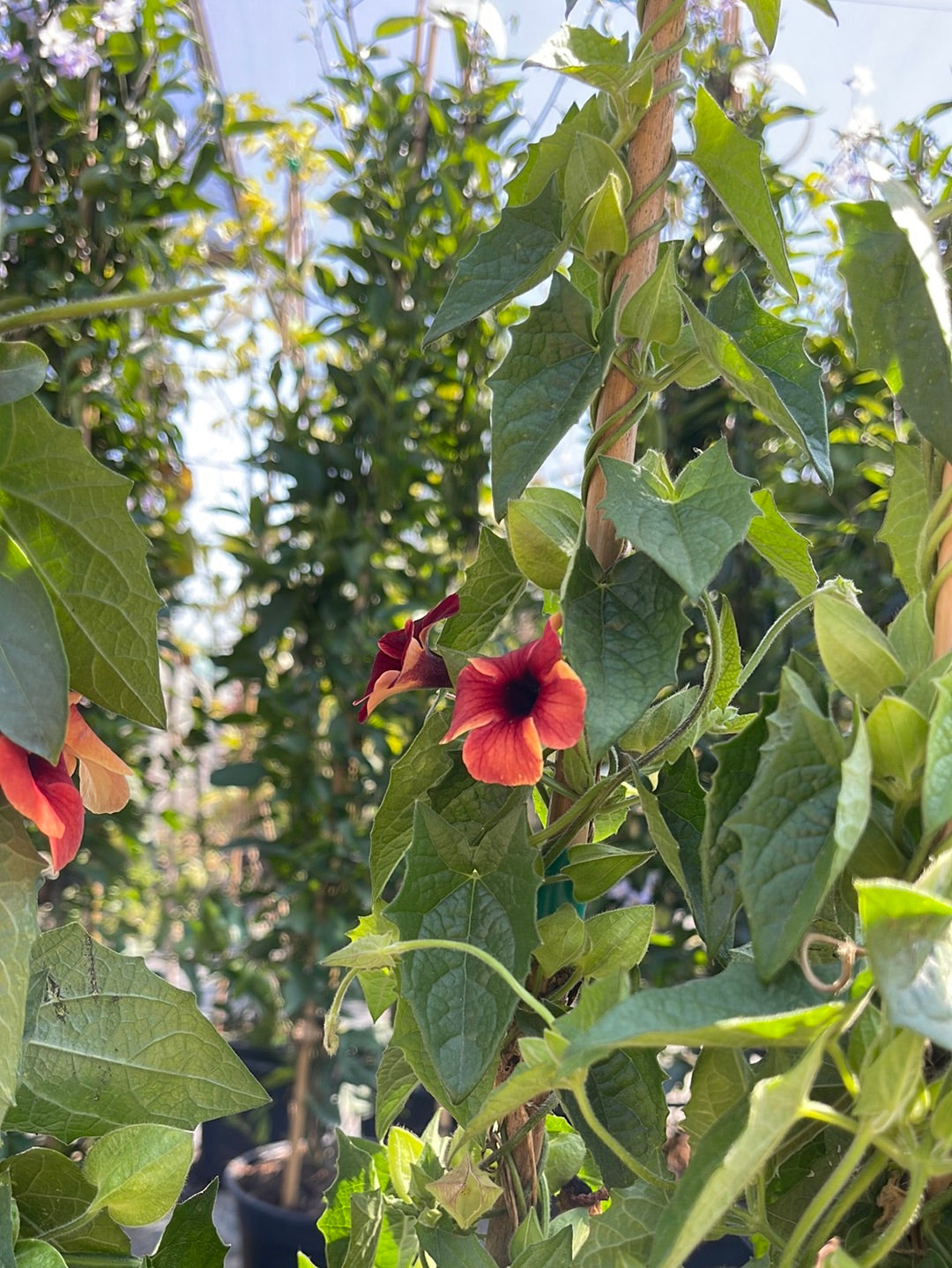 תונברגיה סוזי שחורת עין