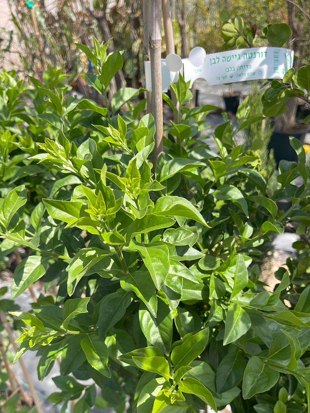 דורנטה גיישה לבנה