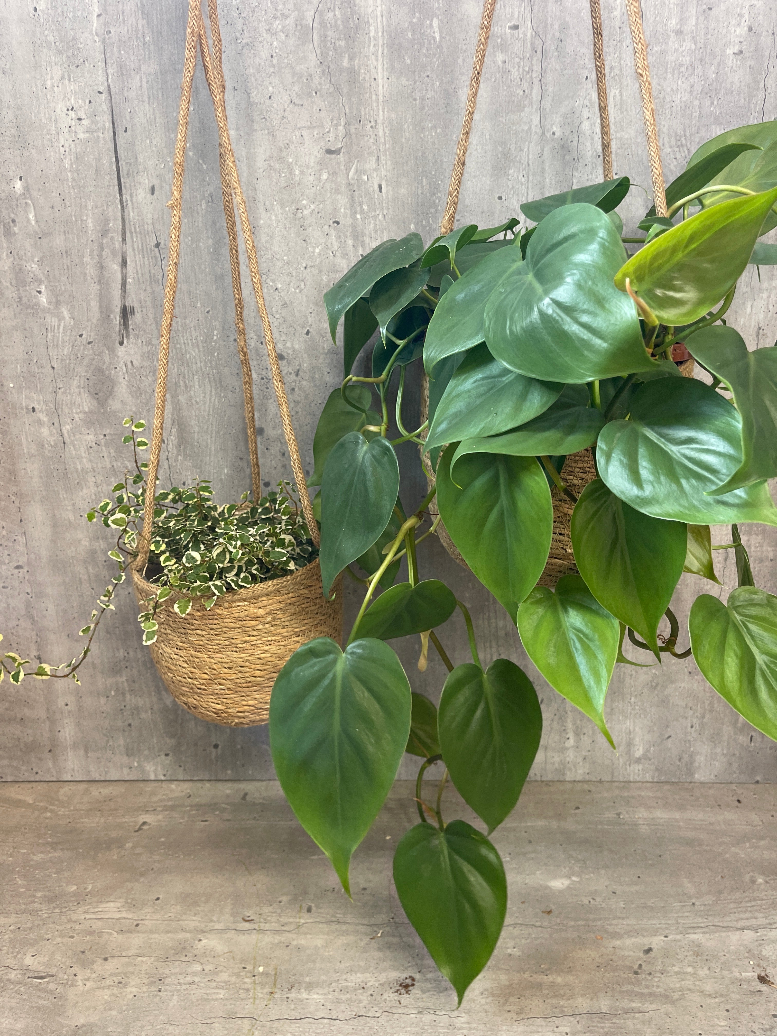 קצת ירוק בסל