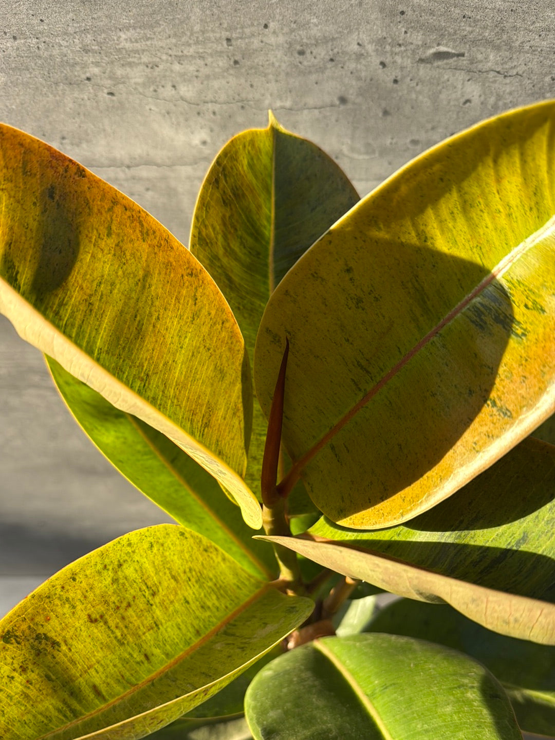 פיקוס שיווריאנה