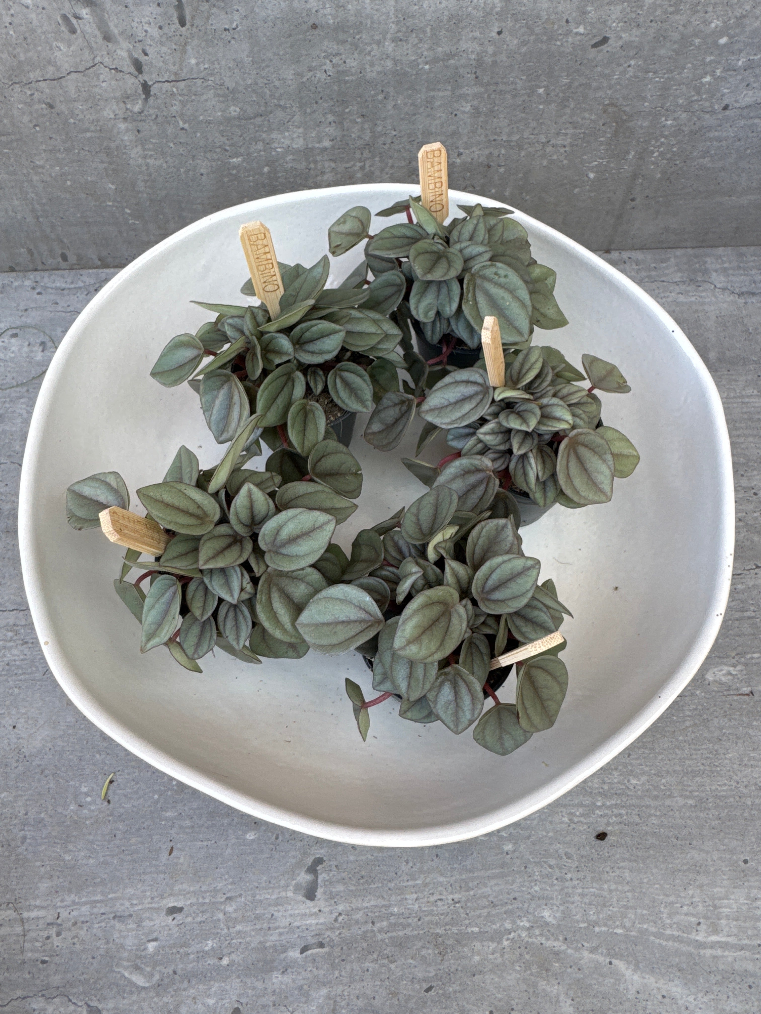 צלחת קרמיקה על רגל