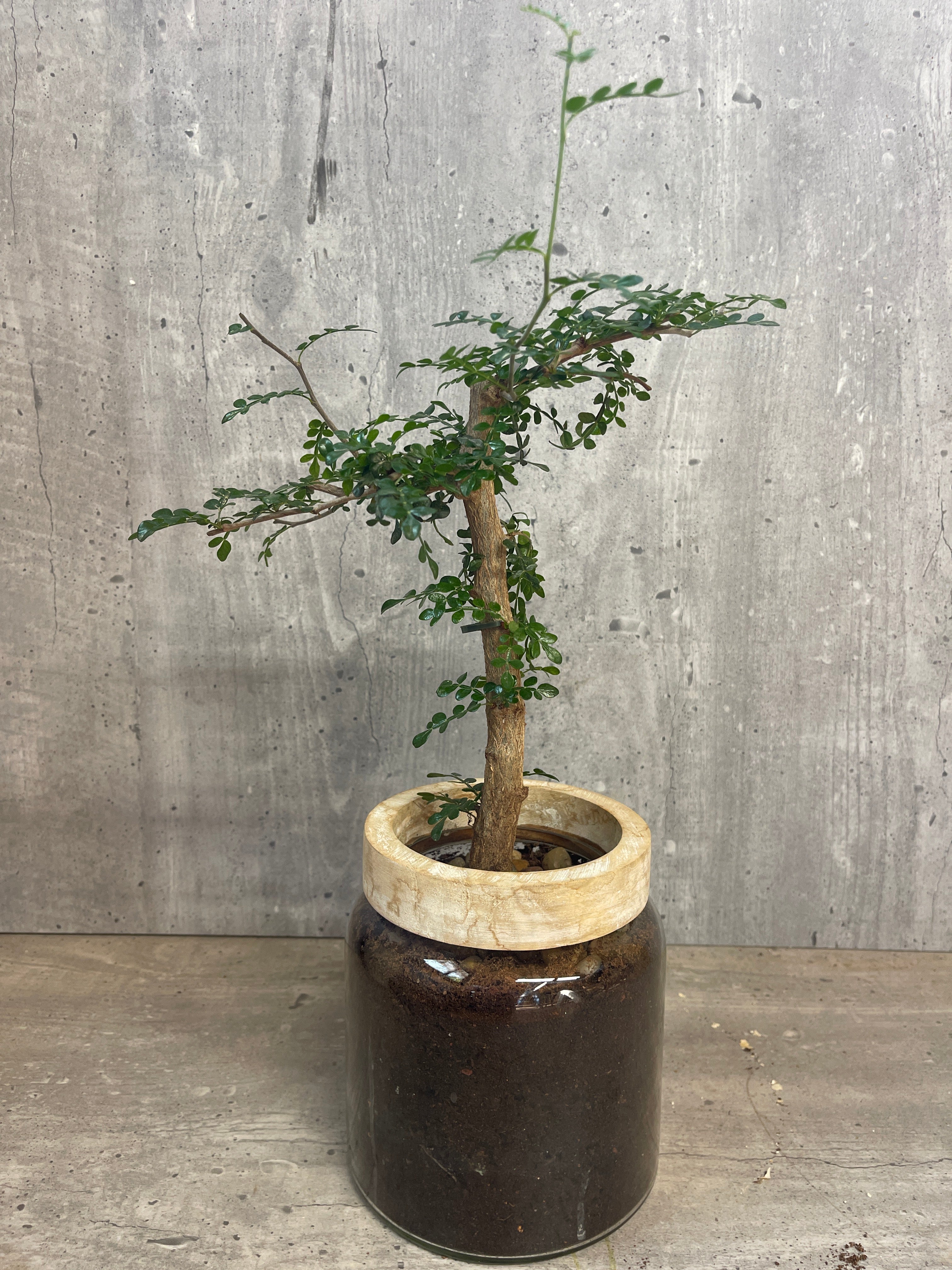 עץ הג׳ירף בואזה זכוכית