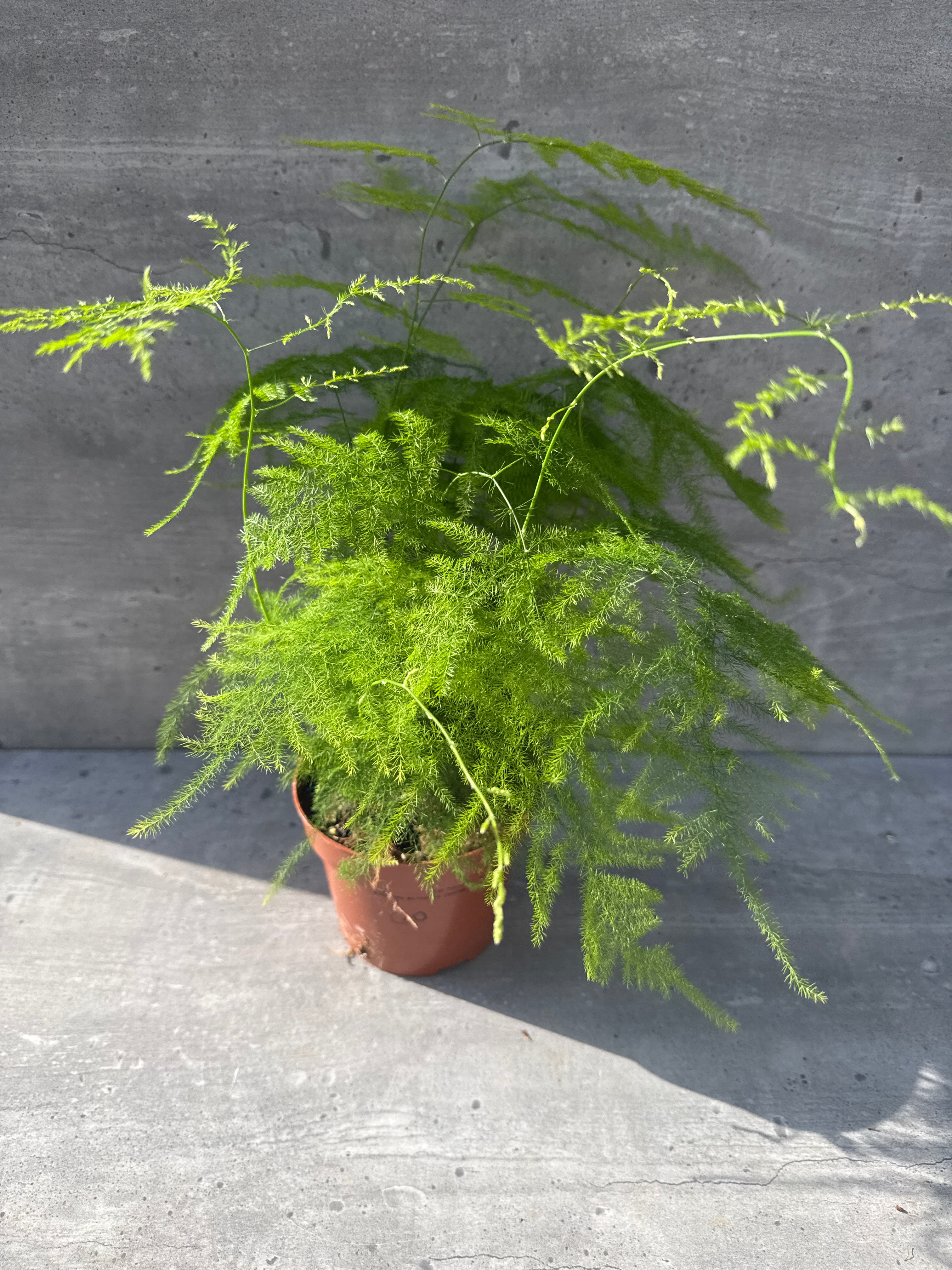 אספרגוס מנוצה