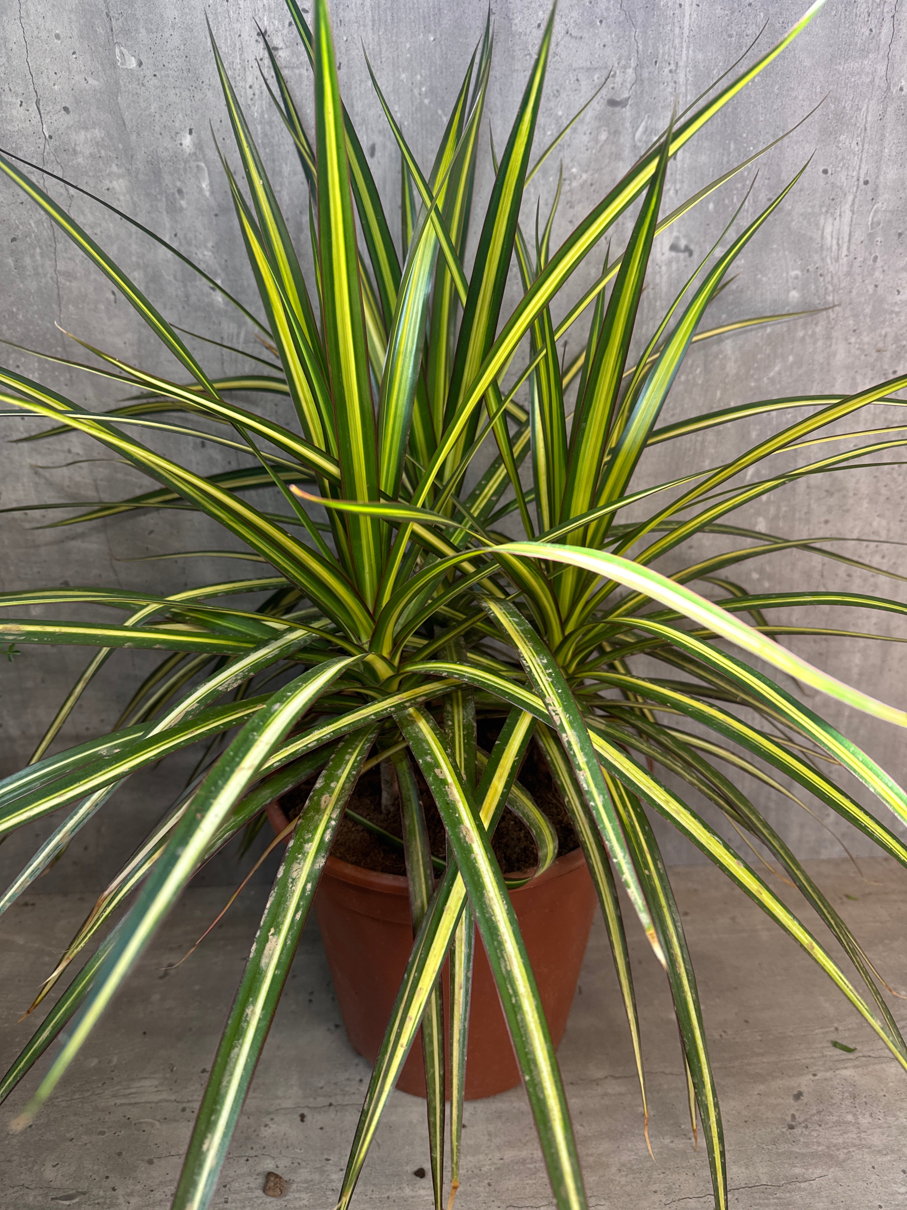 מארז צמחים לבית מואר