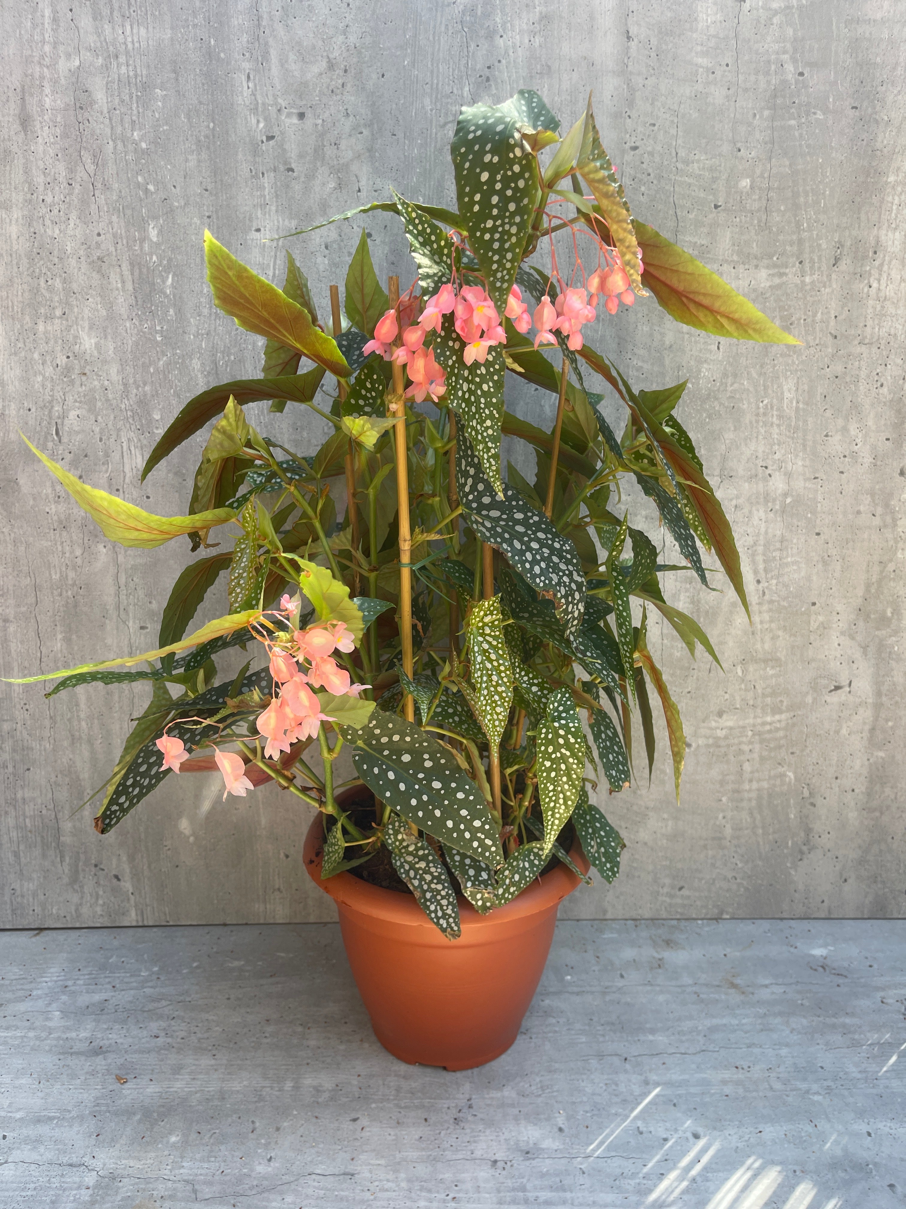 ביגוניה דבאל דוט