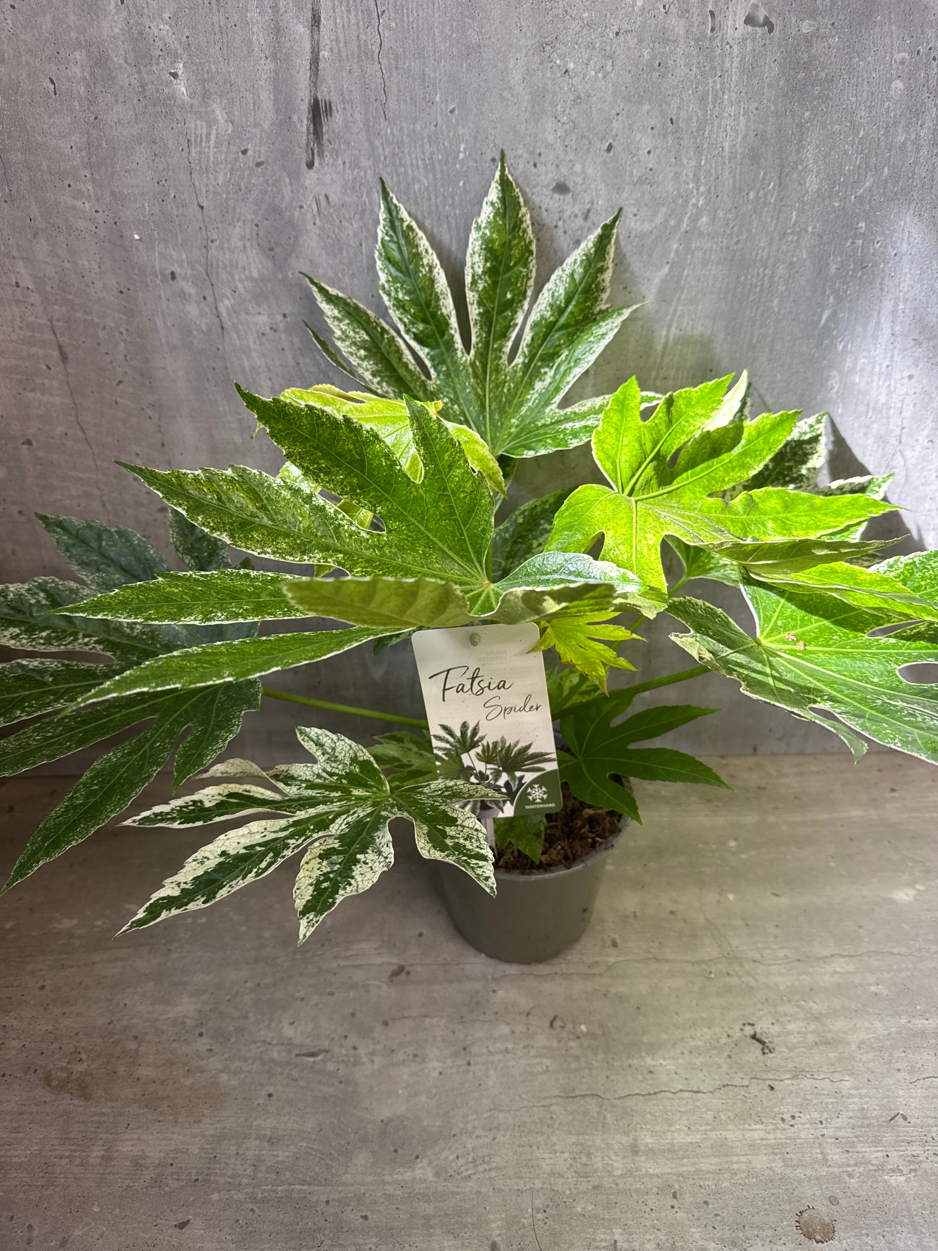 ארליה ״ספיידר״ מגוונת