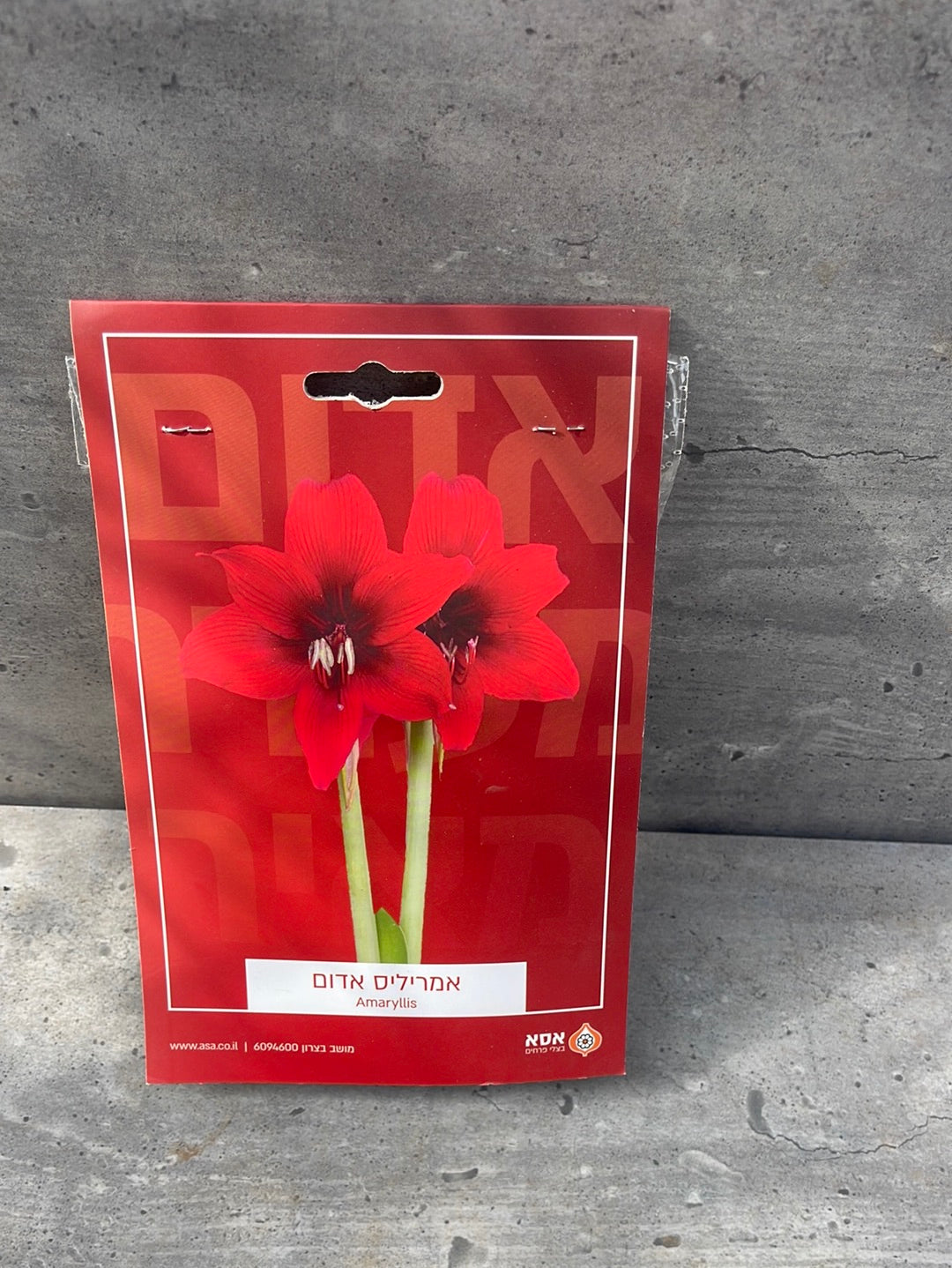 פקעת אמריליס אדום