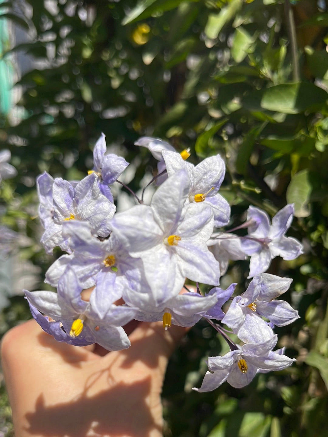 סולניום יסמיני תכלת
