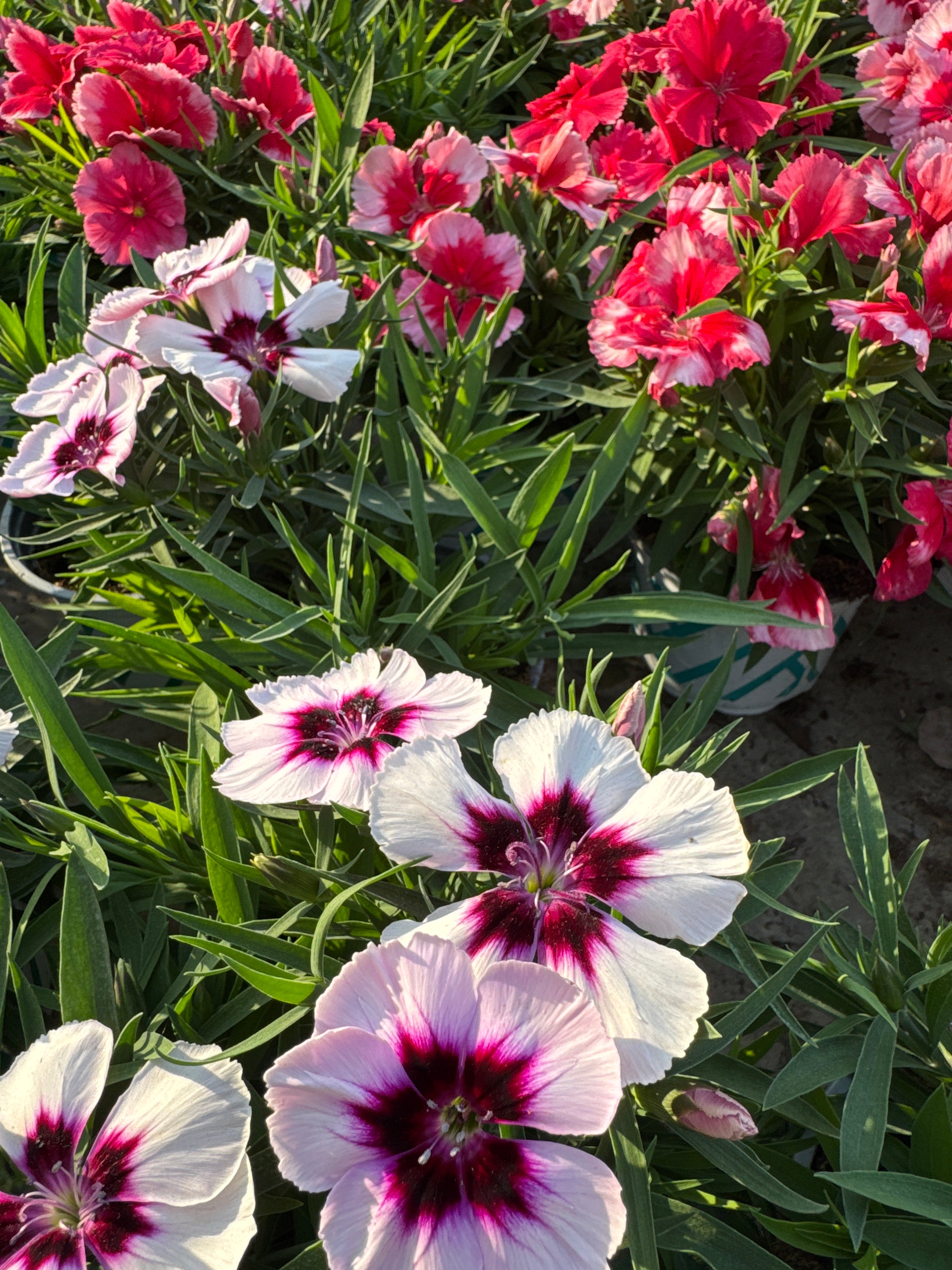 ציפורן בוקט