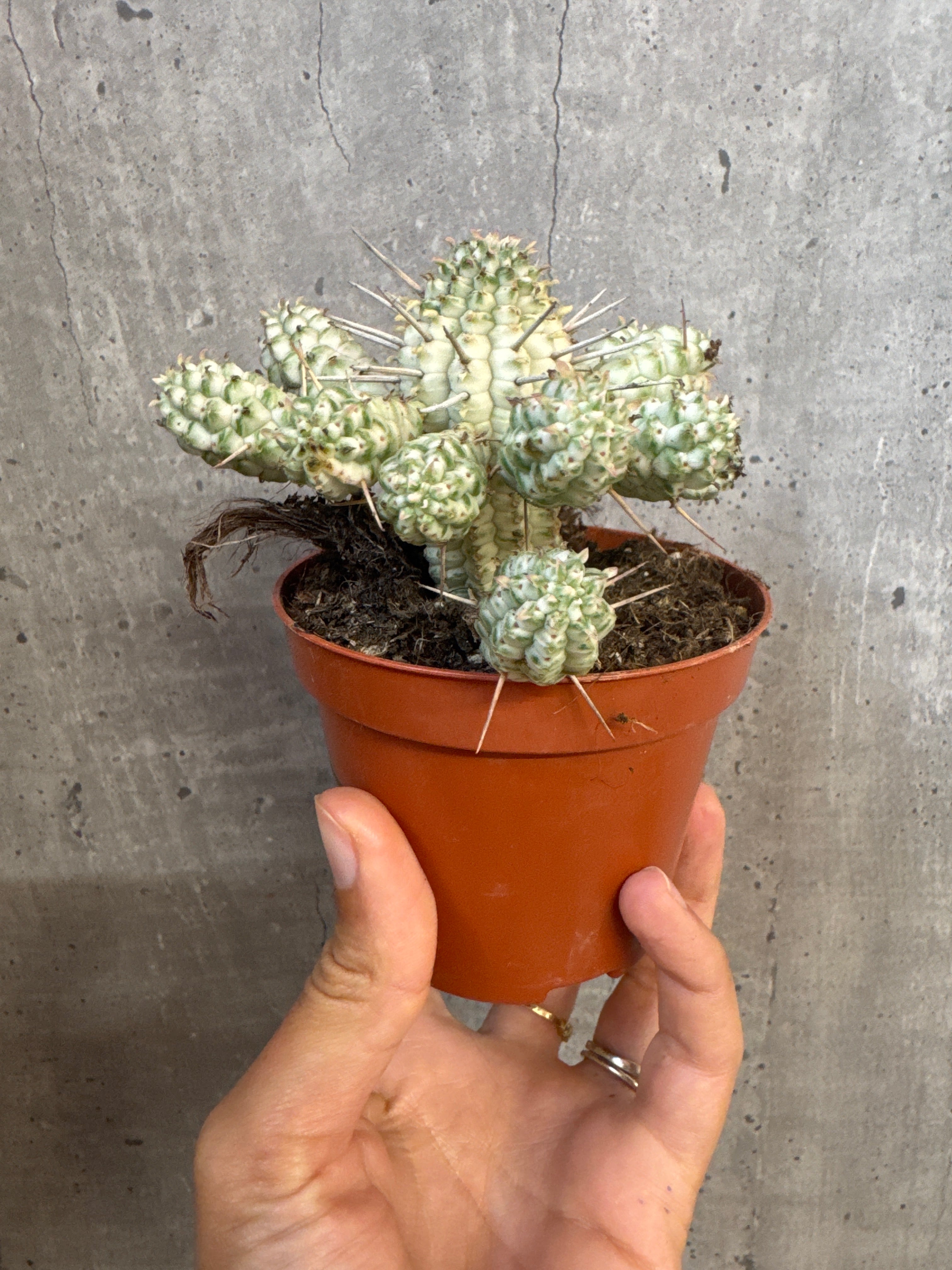 חלבלוב ממילריס מגוון