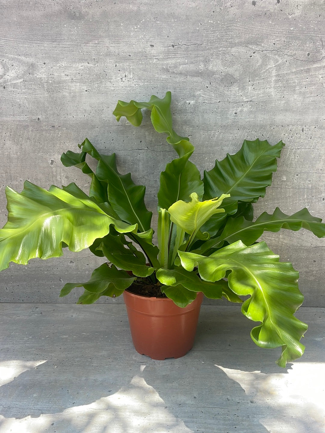 שרך קן לציפור