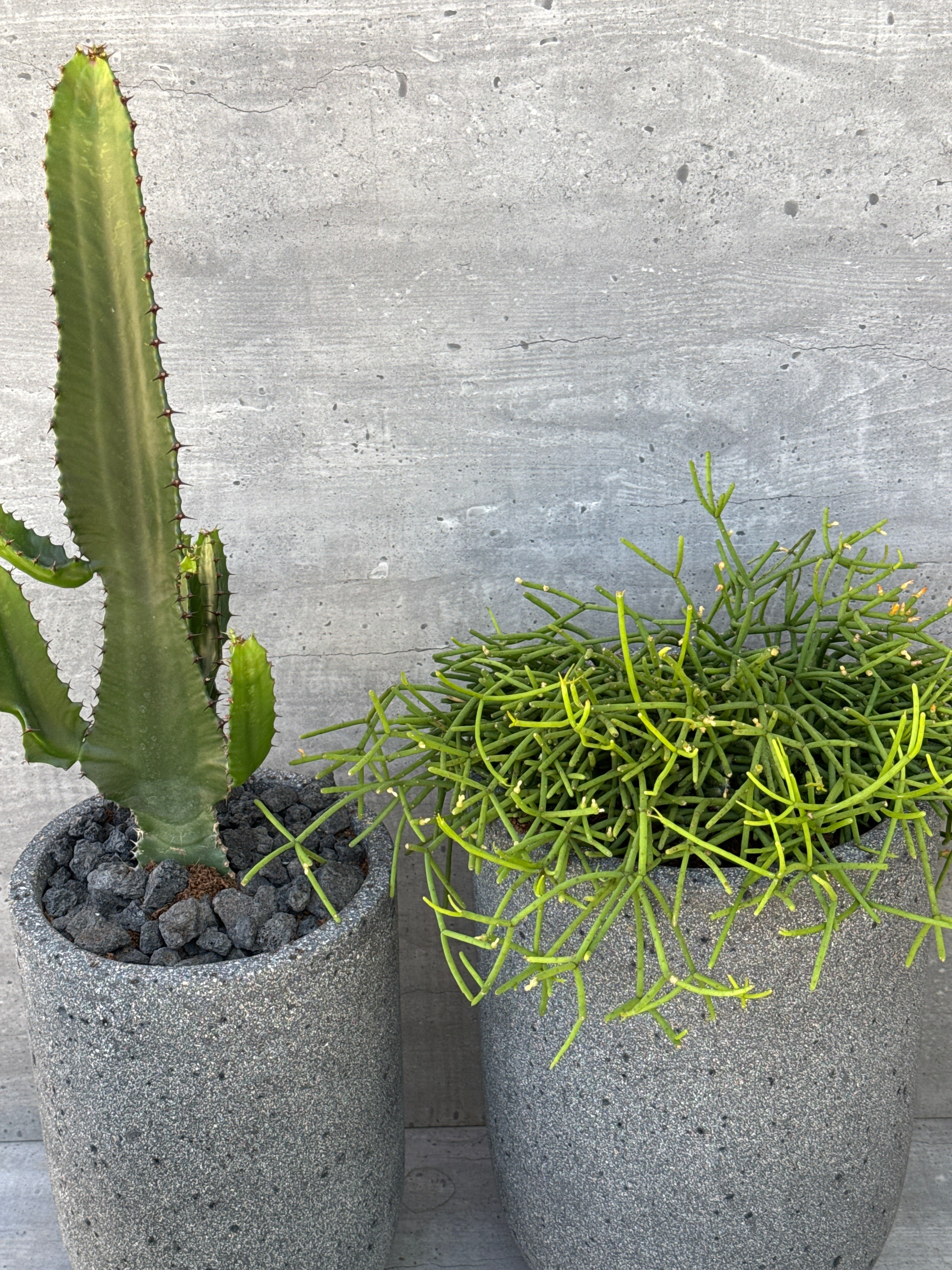 סט קקטוס חלומי