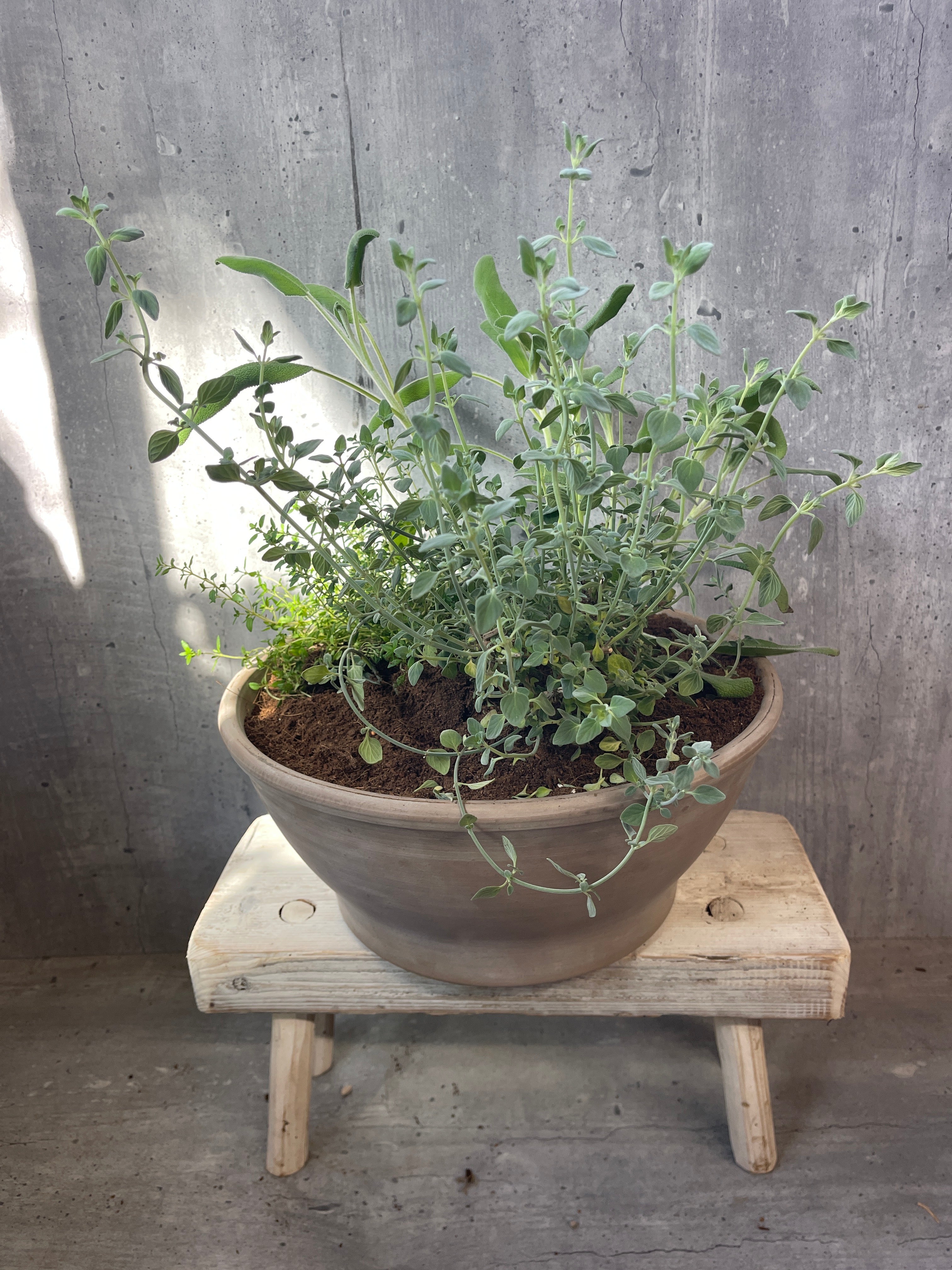 תבלינים בקערת טרקוטה