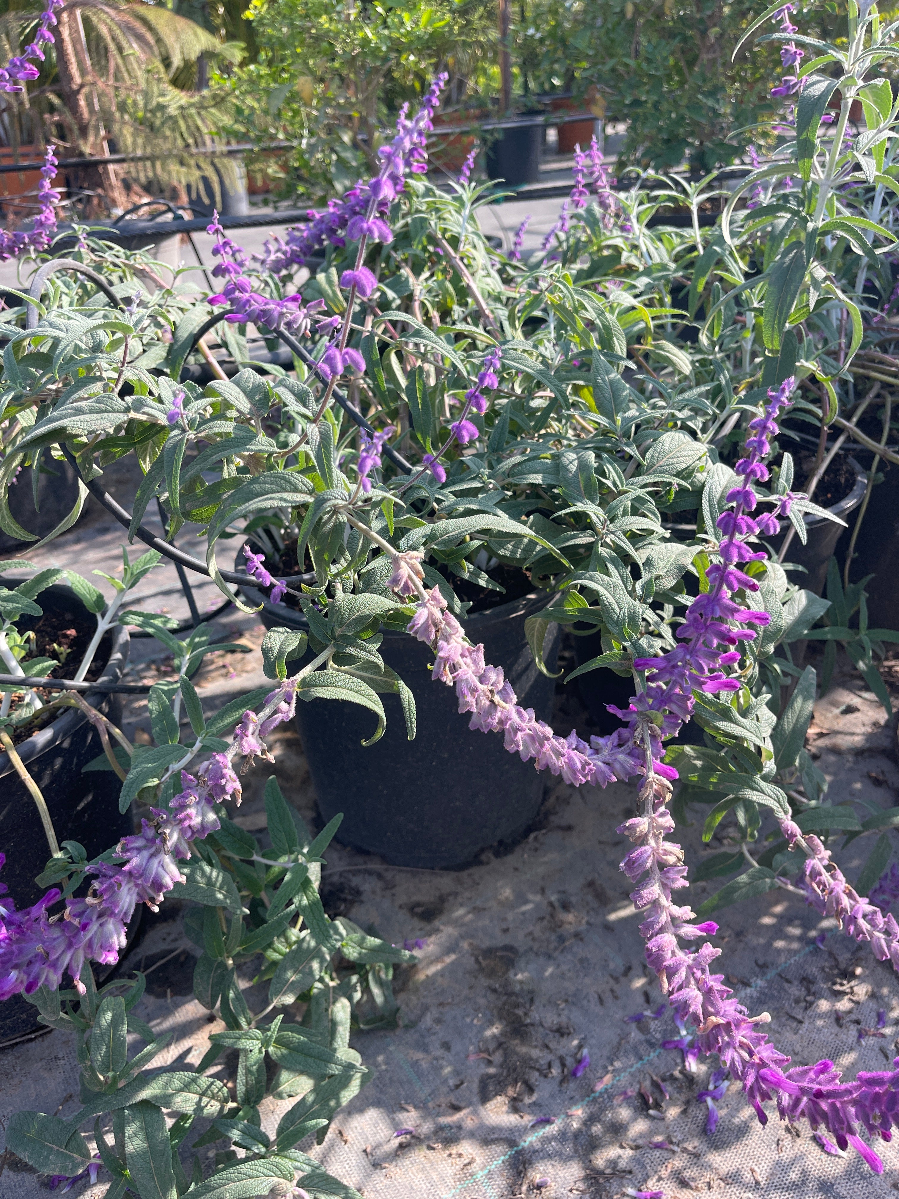 מרווה צחורה