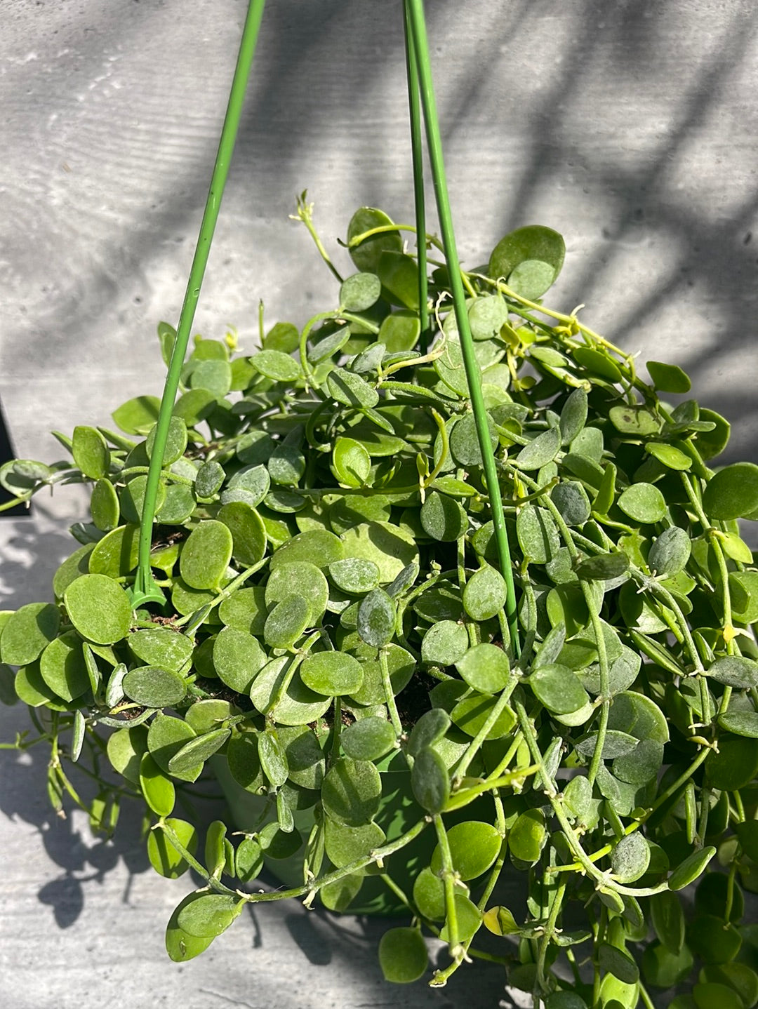 דישידיה נומולריה