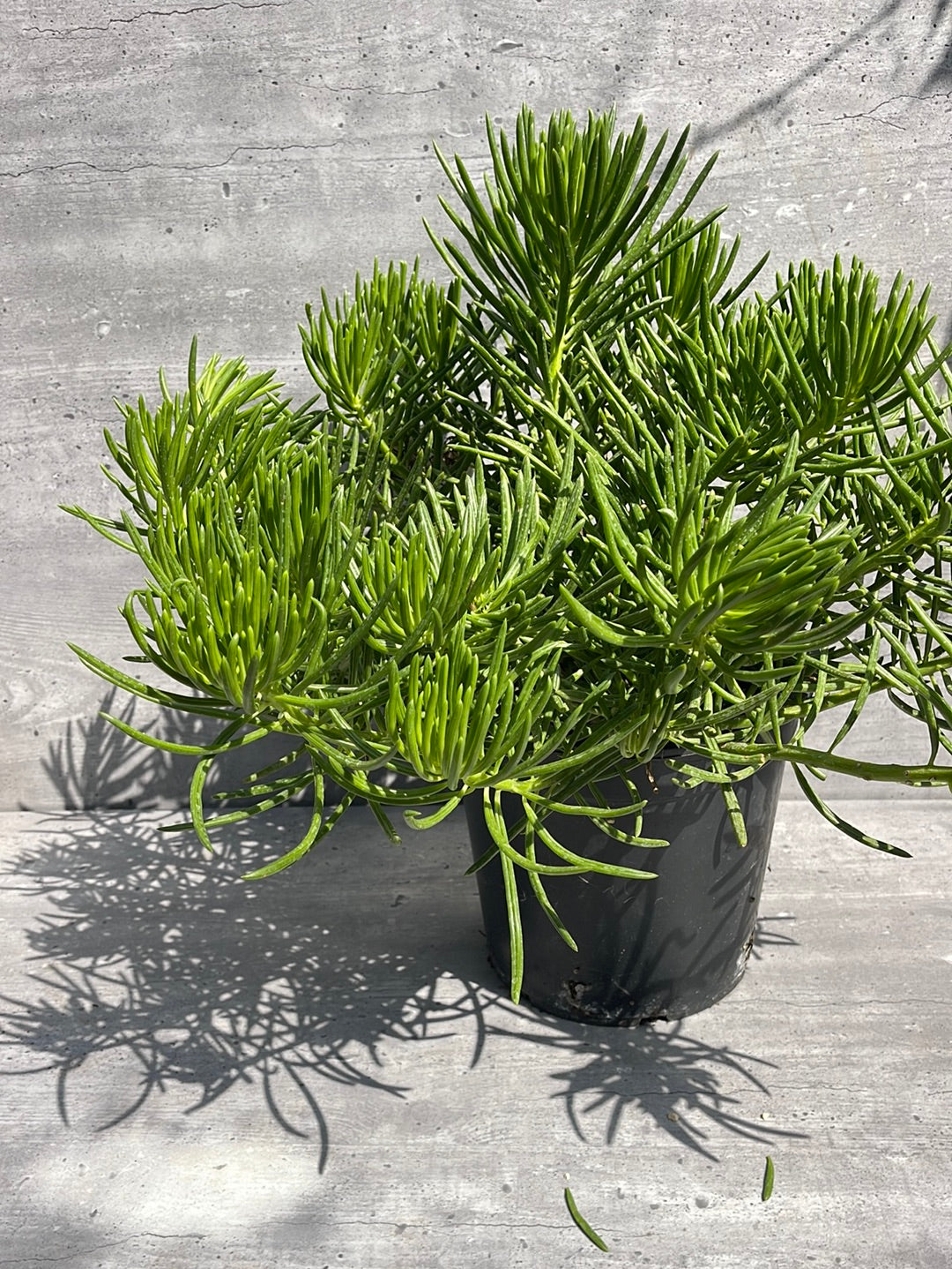 סקולנט בוגר בדלי