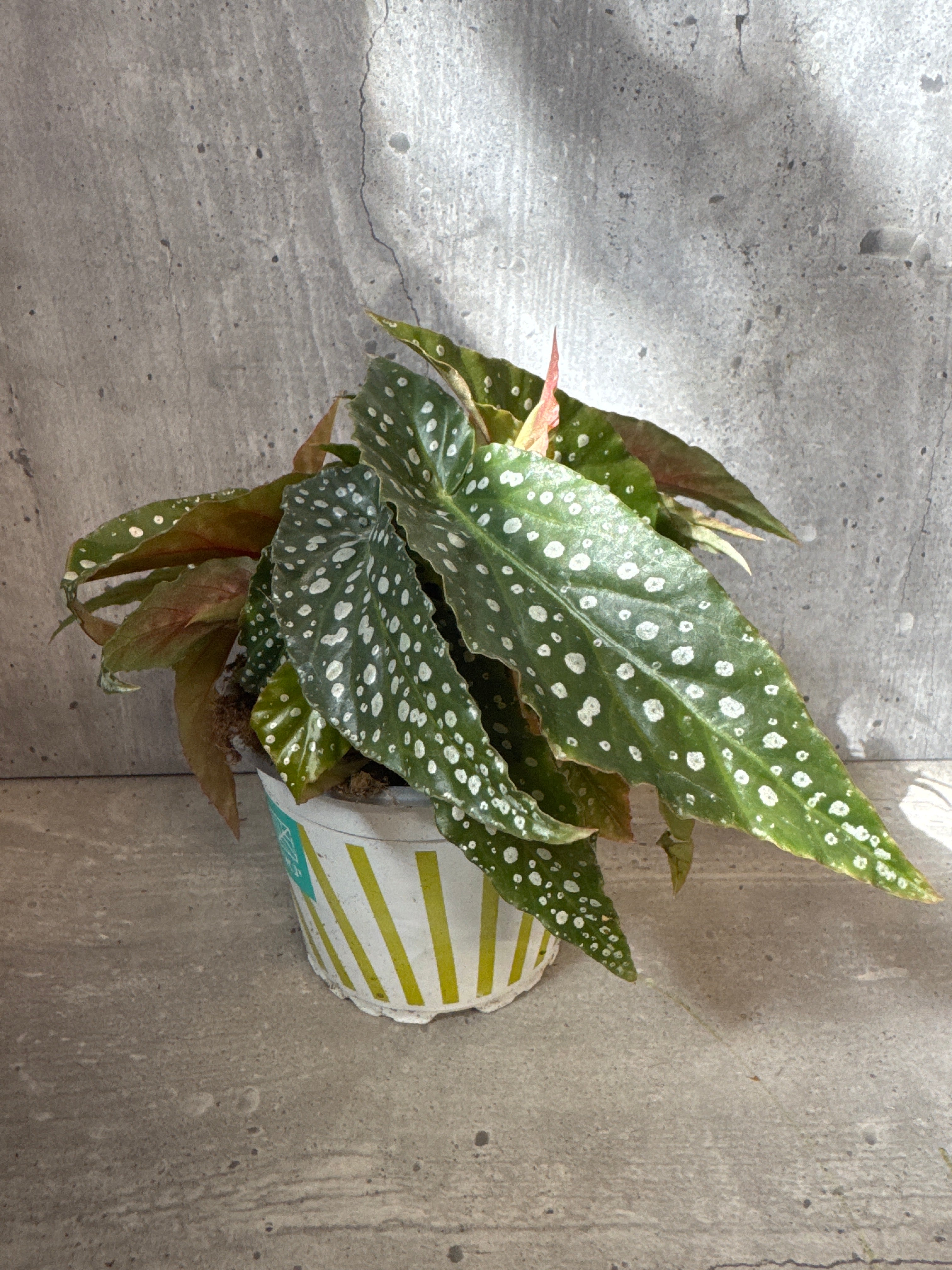 ביגוניה דבאל דוט