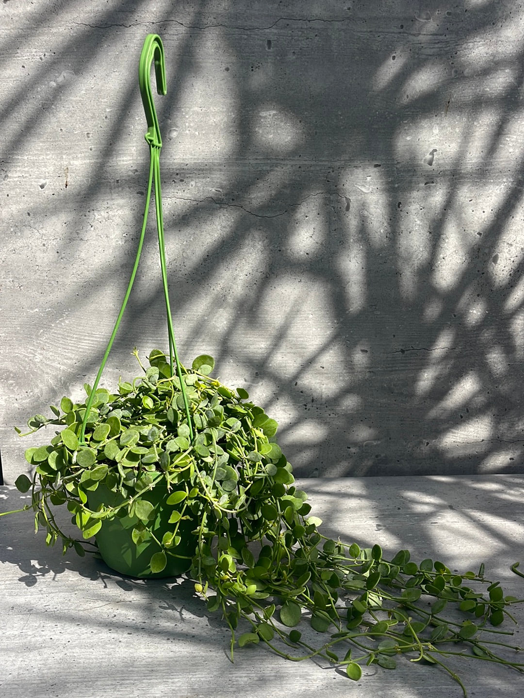 דישידיה נומולריה