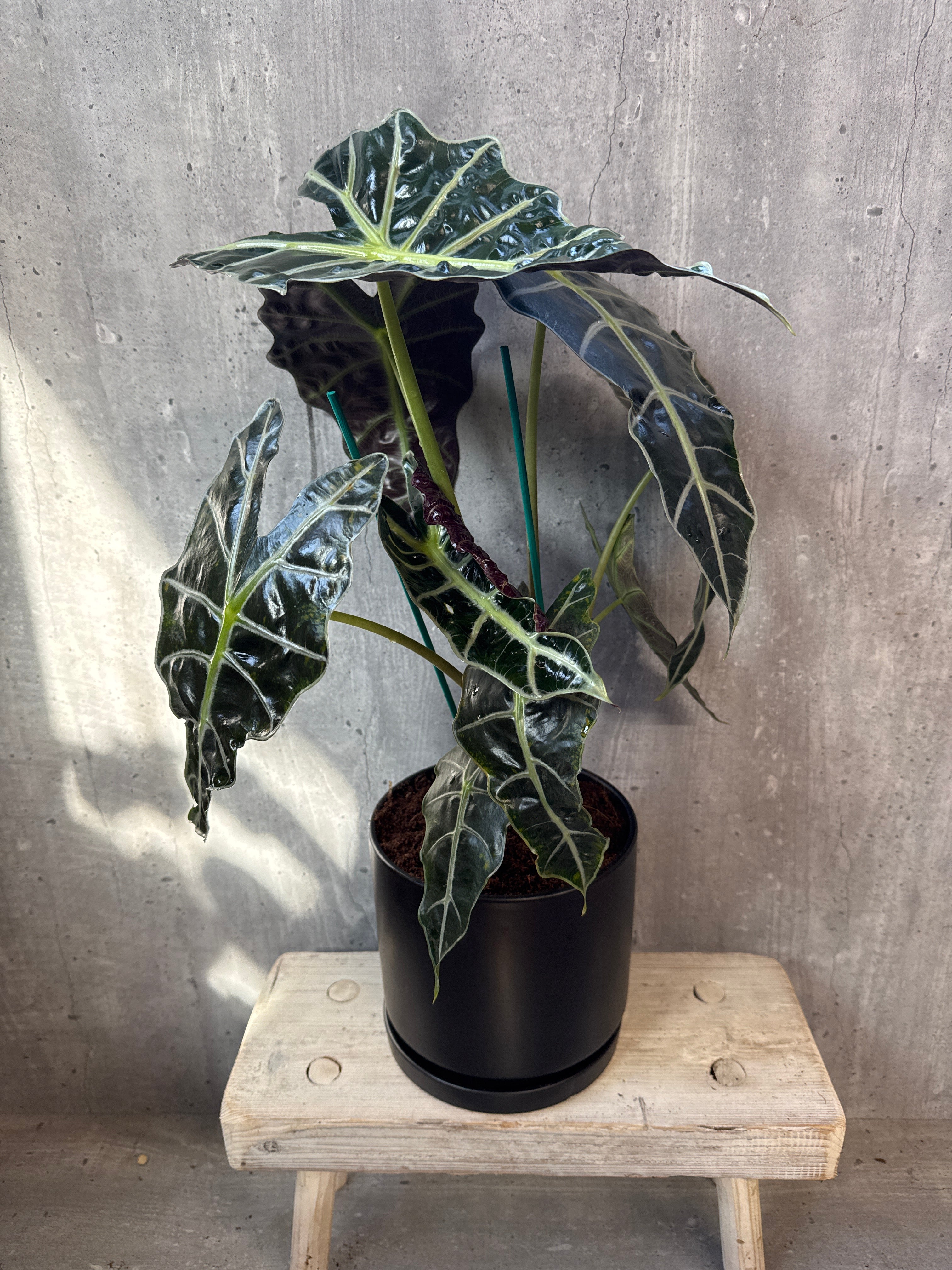 אלוקסיה בקרמיקה שחורה