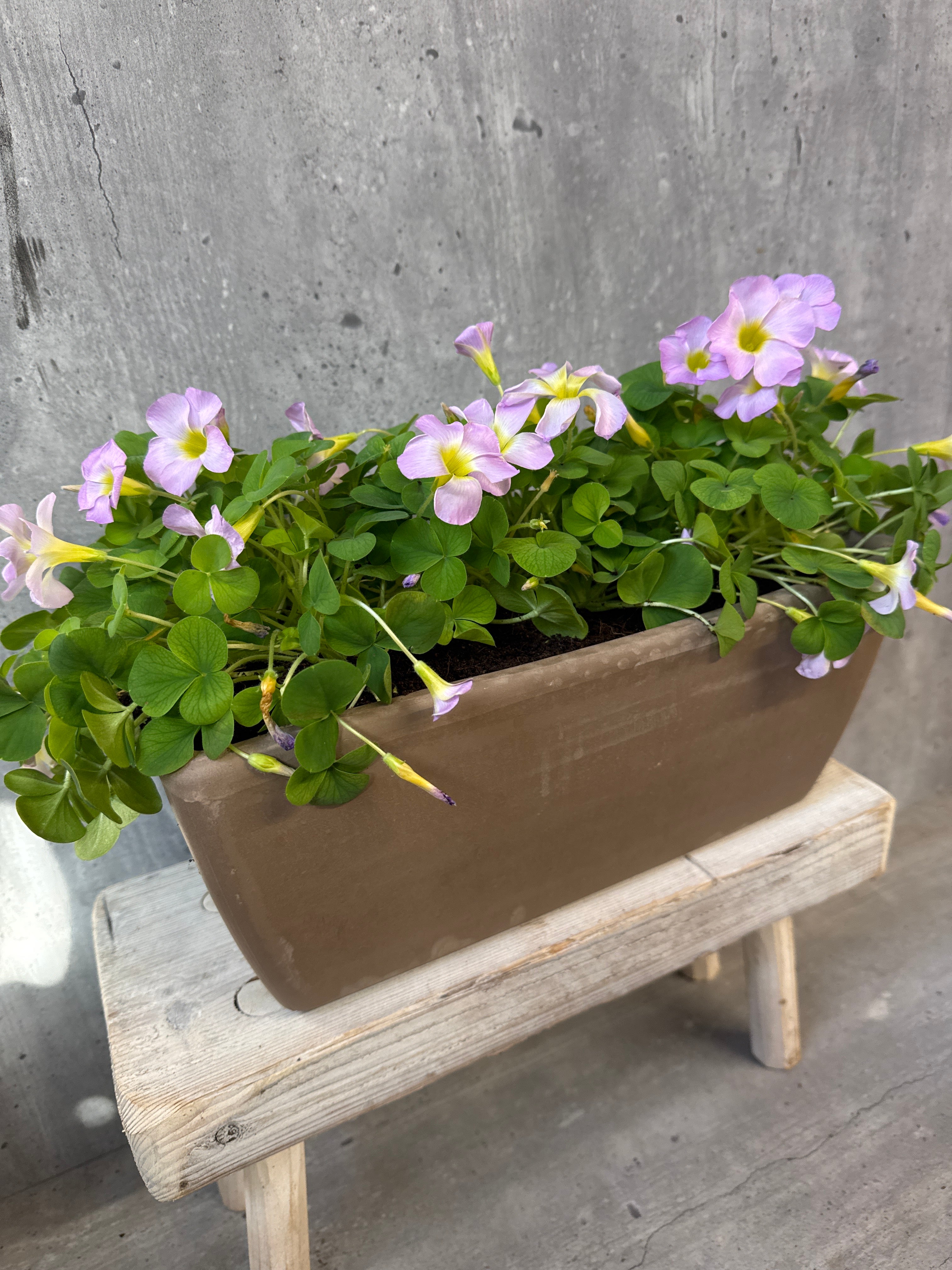 חמציצים באדנית טרקוטה