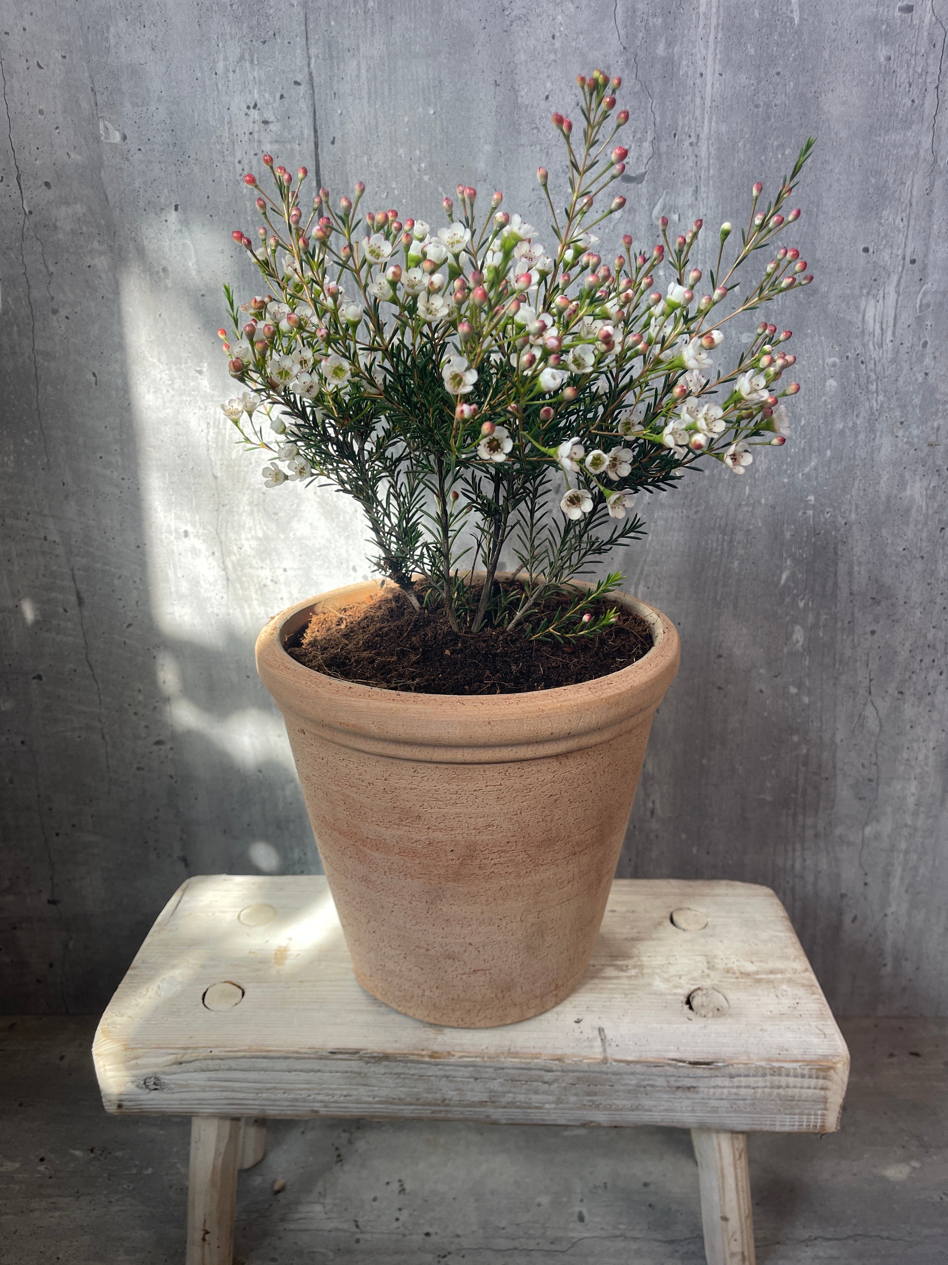 פרח השעווה בכלי טרקוטה