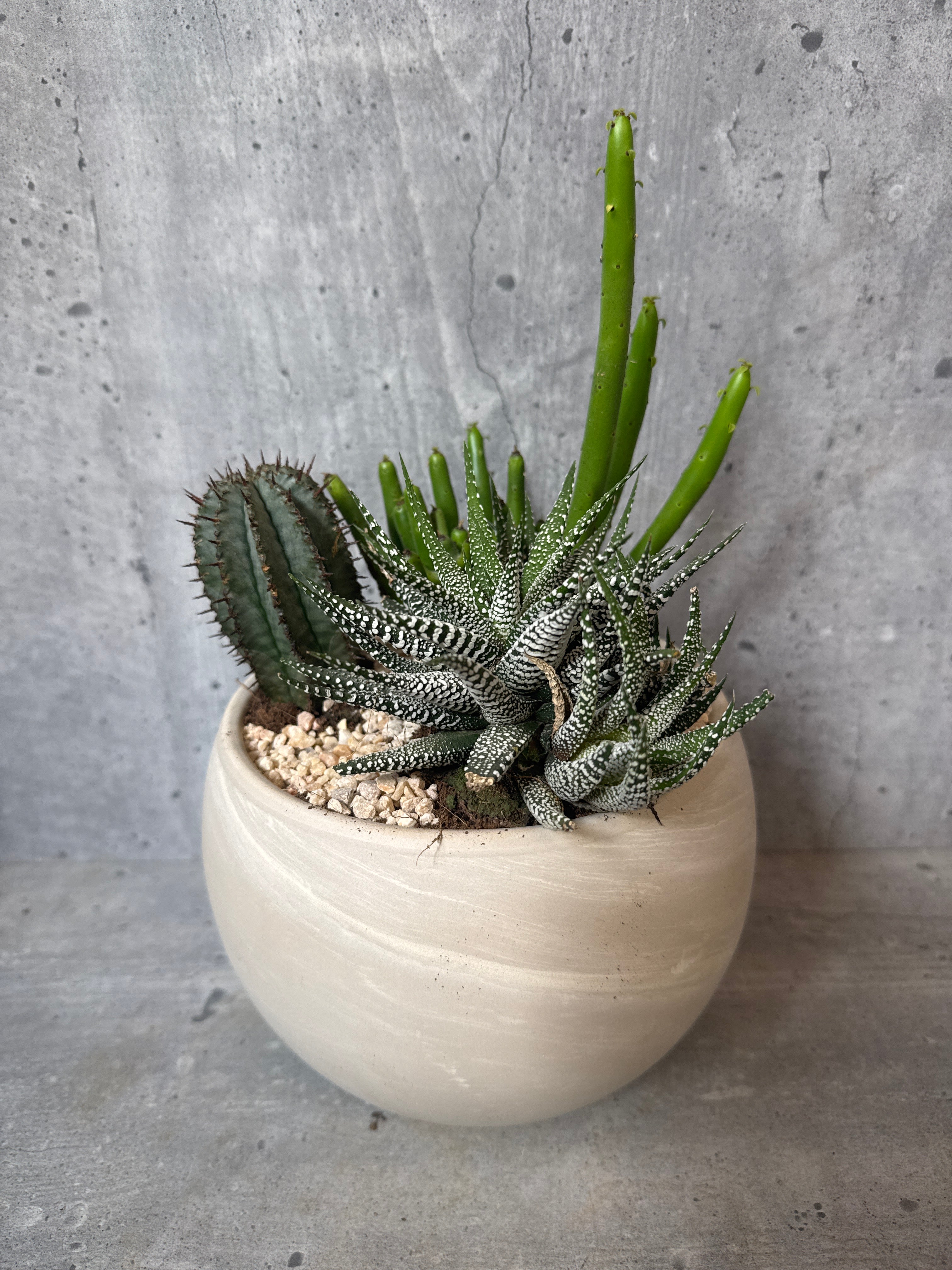 מיקס סקולנטים וקקטוסים בטרקוטה לונה