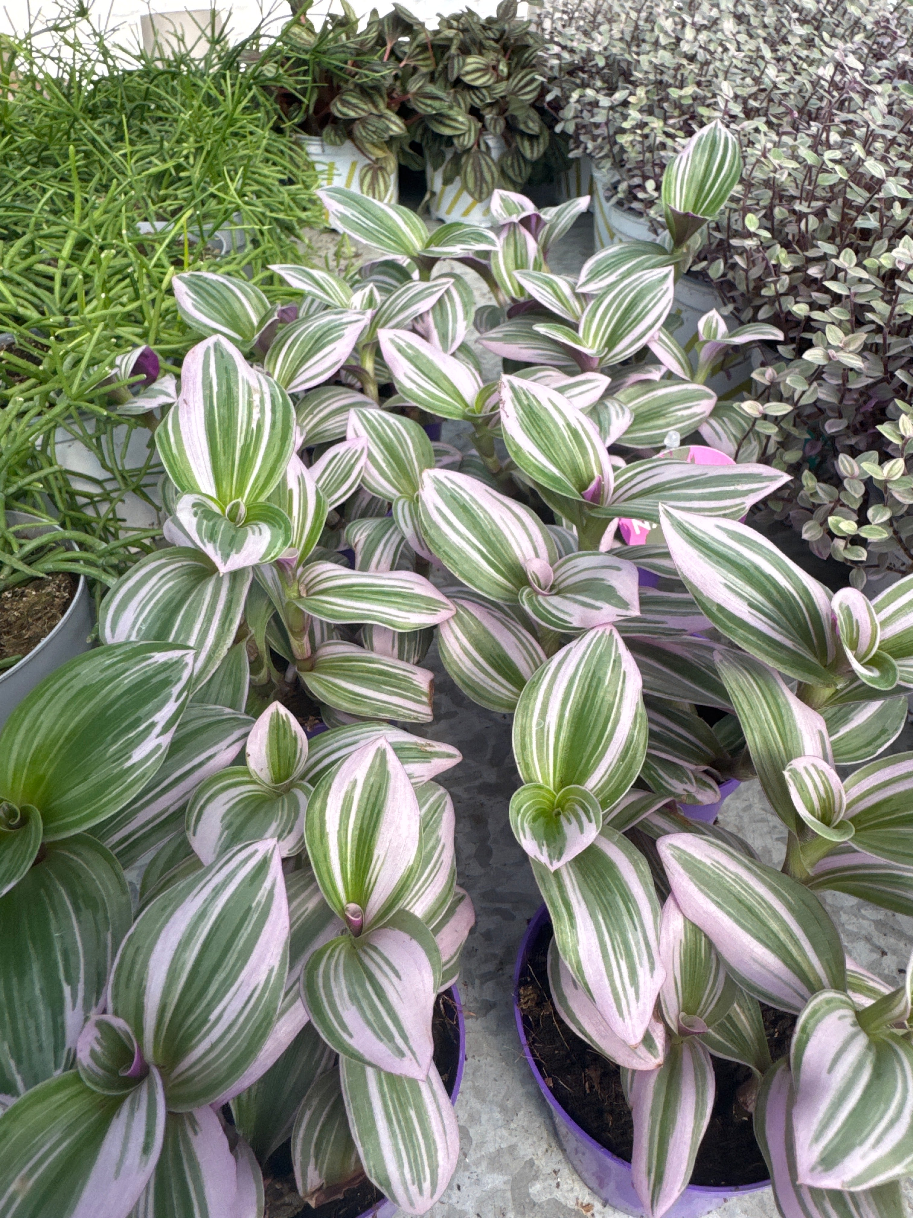 יהודי נודד ננוק